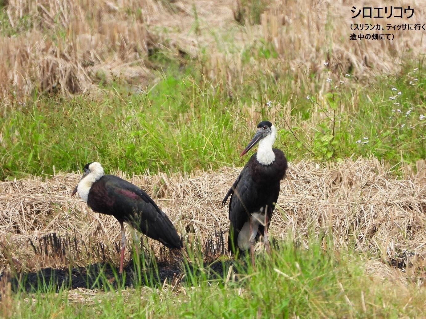 スリランカ探鳥記14 コウノトリ特集｜一羽一会(いちわいちえ)/野鳥愛好家