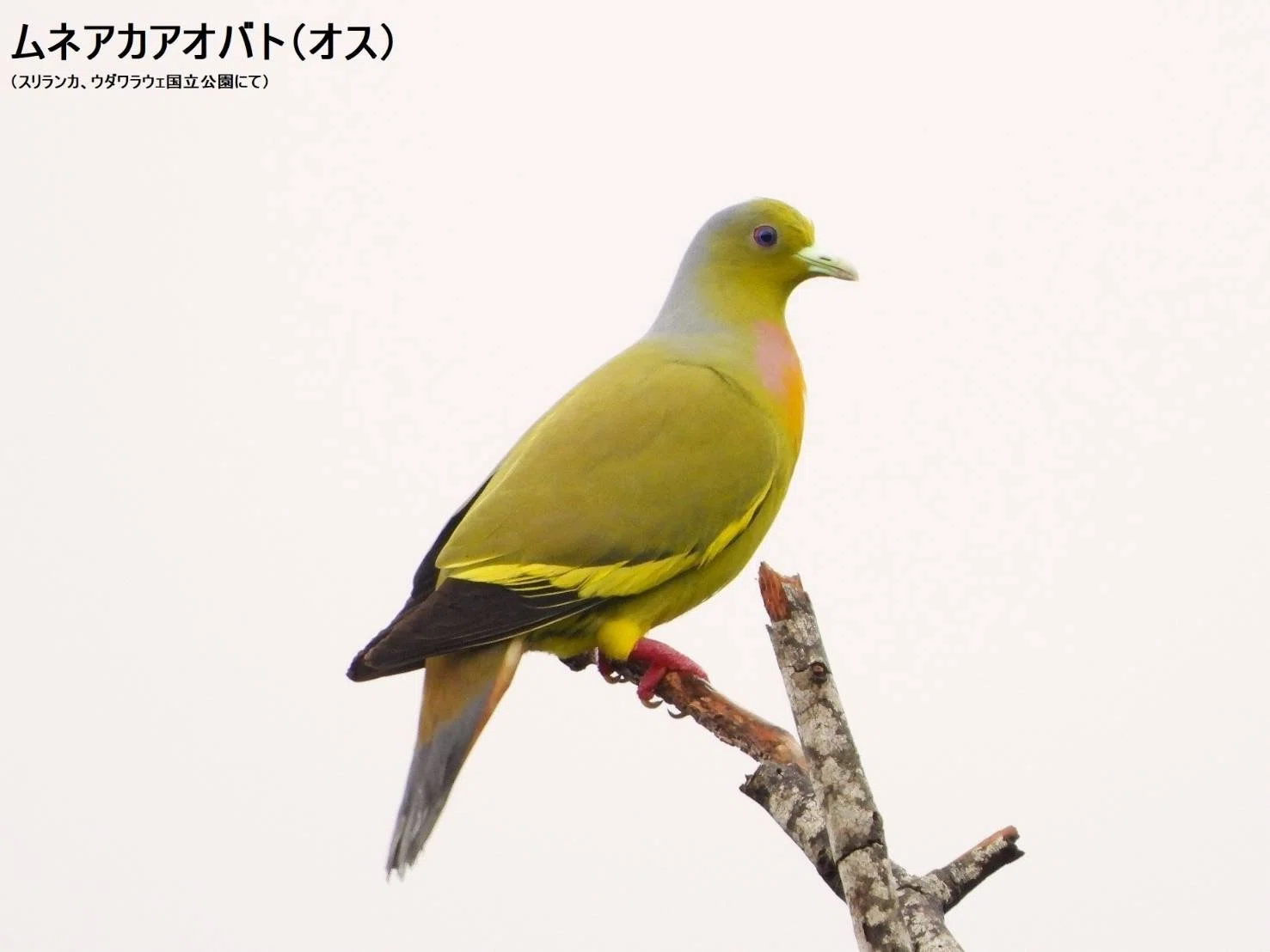 Sri Lanka Birding Journal 15: Pigeon Special｜一羽一会(いちわい