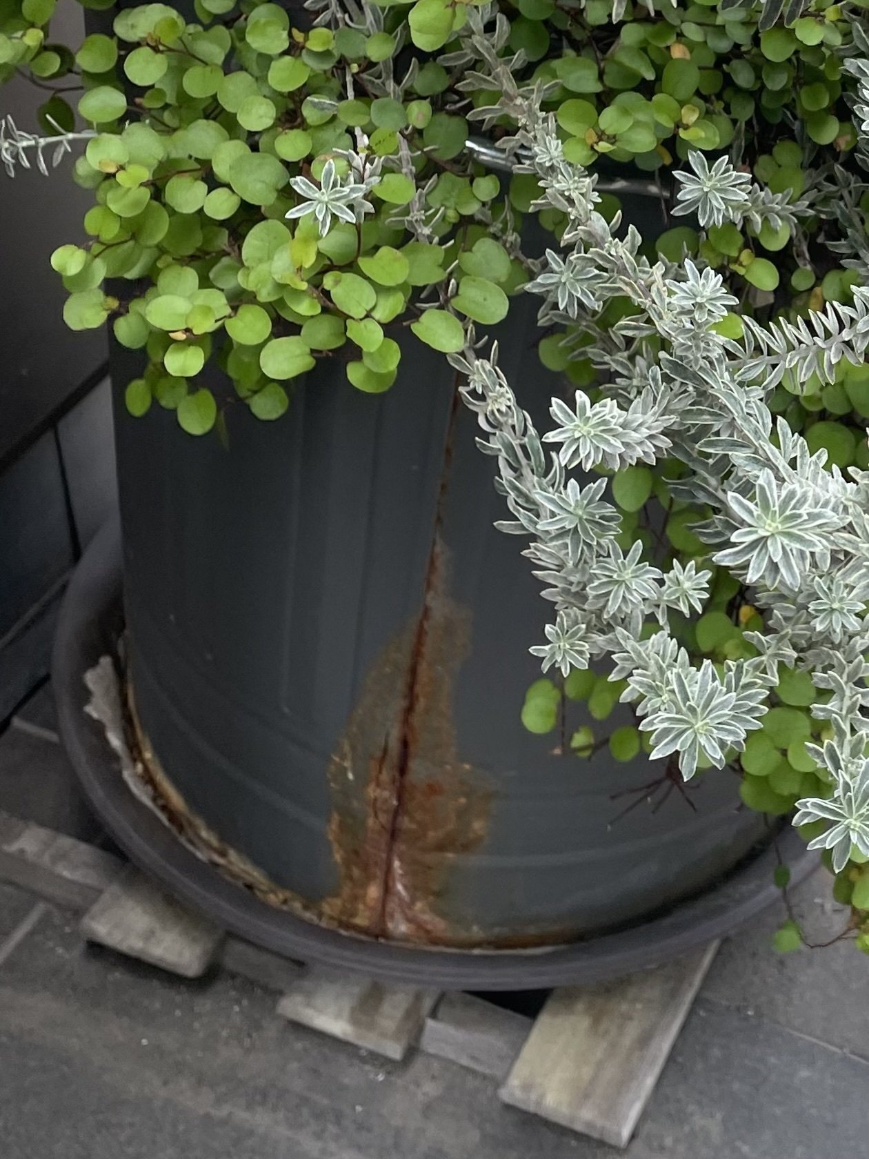 美容室visageのほっとする寄せ植えシリーズgardener miki 30