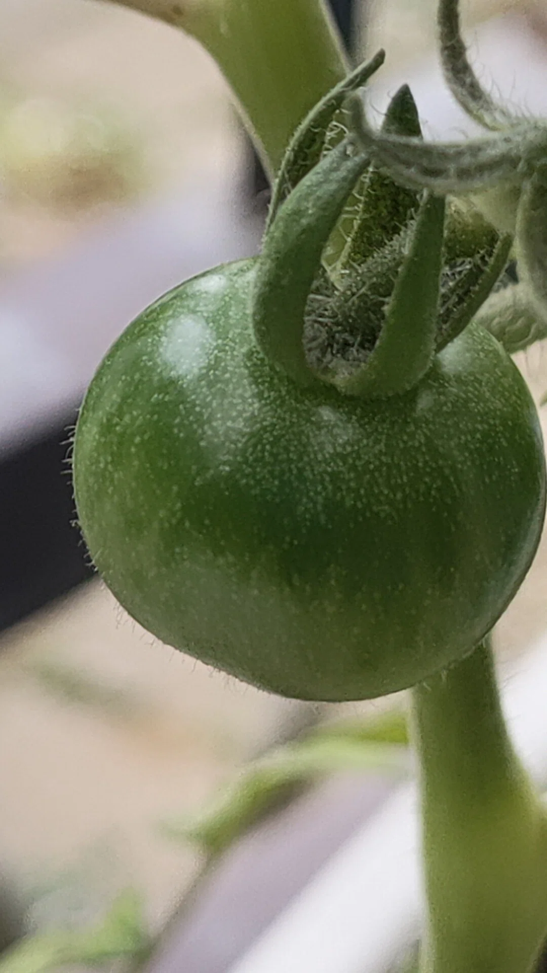 Ring's Home Garden Day 6 [2025.5.23]｜Ringりんぐ