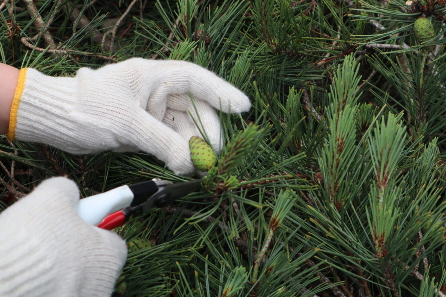 森と暮らし事典】どんな味になるかは半年後のお楽しみ 青い松ぼっくり