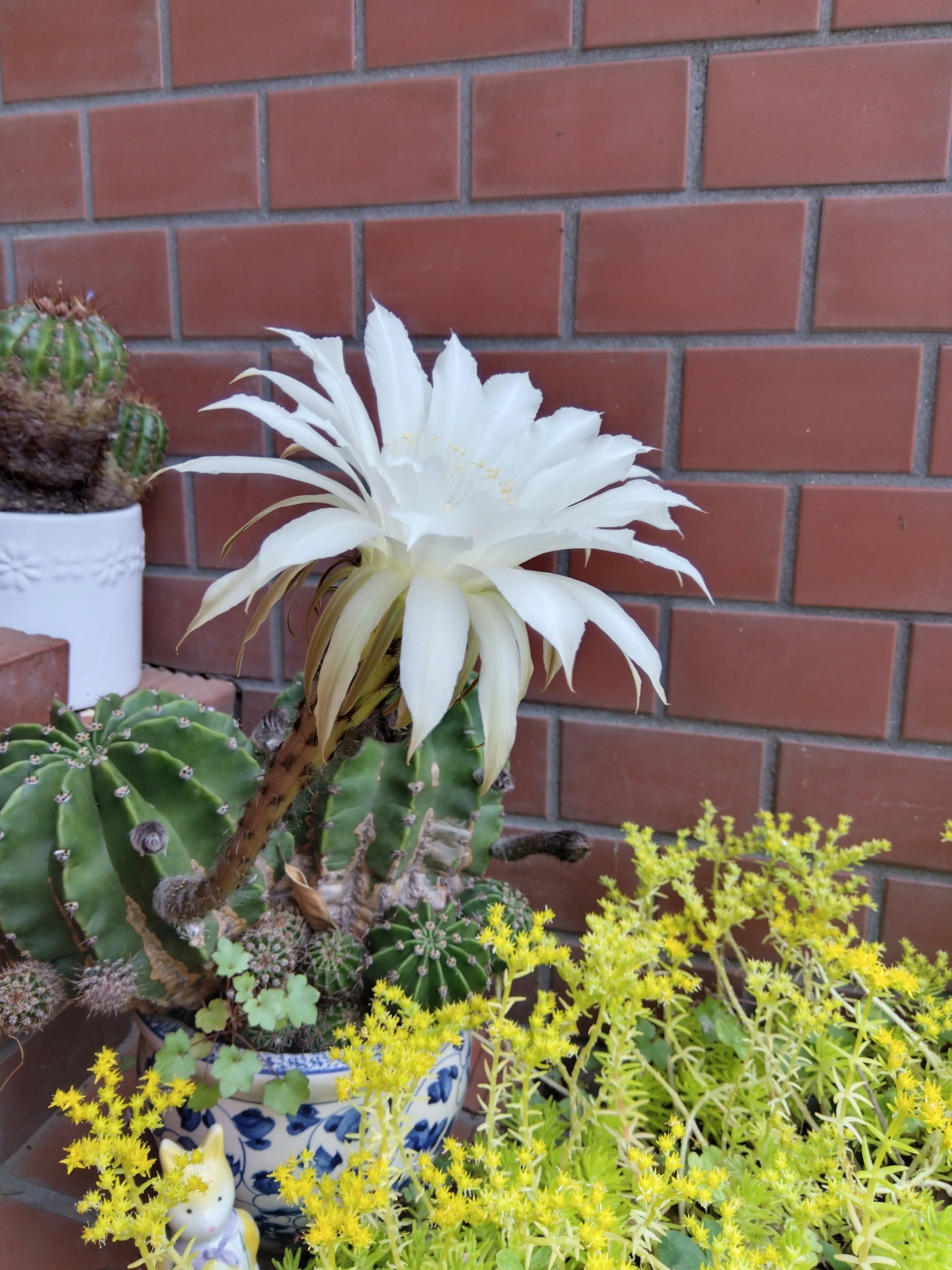 サボテンの花が咲きました｜takki