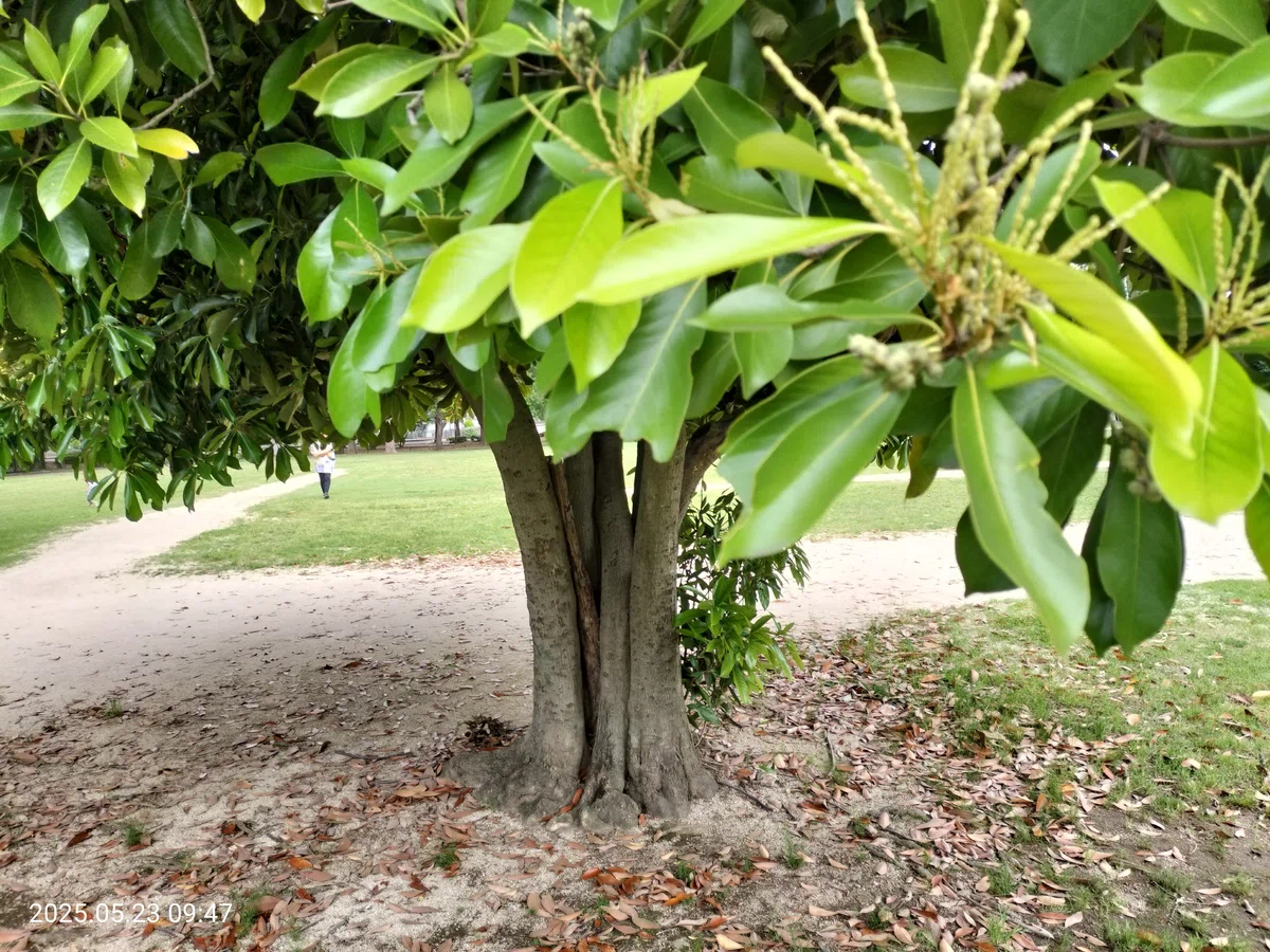公園にある樹木、名前わかりますか? ⇒マテバシイ|かたしと