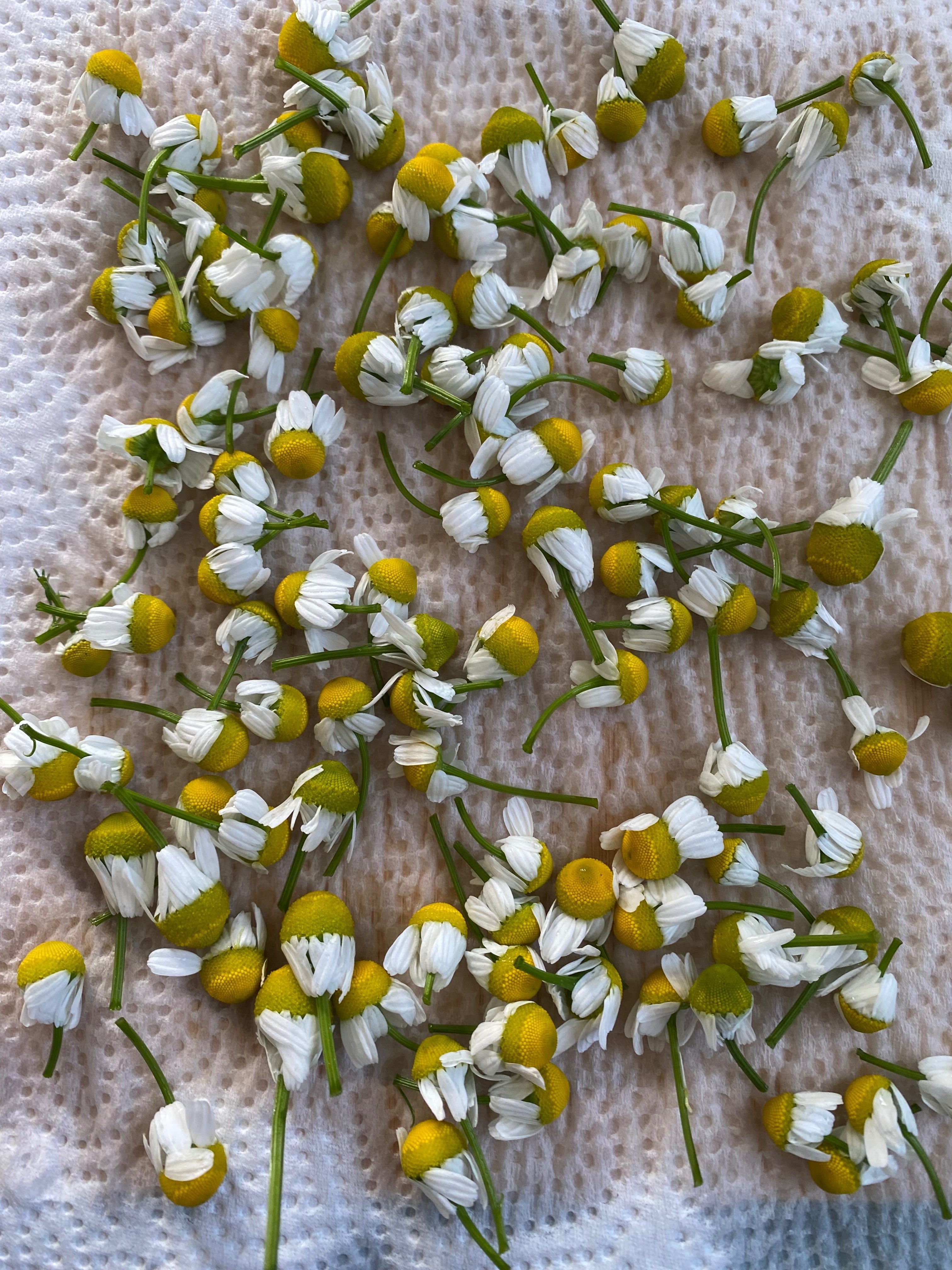 こぼれ種から育ったカモミールの収穫後の楽しみ｜かもみん