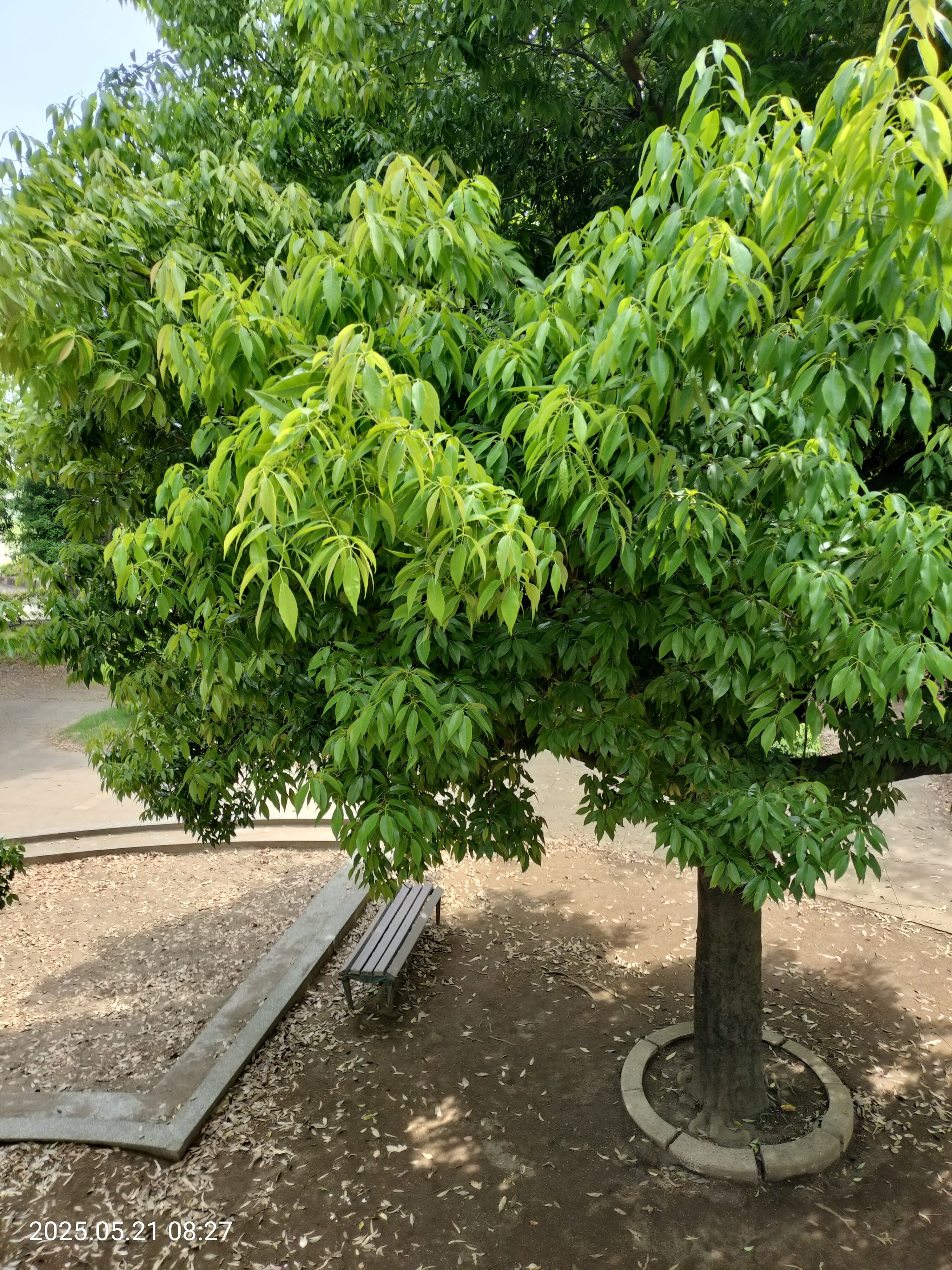 ⑫公園の樹木、名前わかりますか？ ⇒シラカシ｜katashito