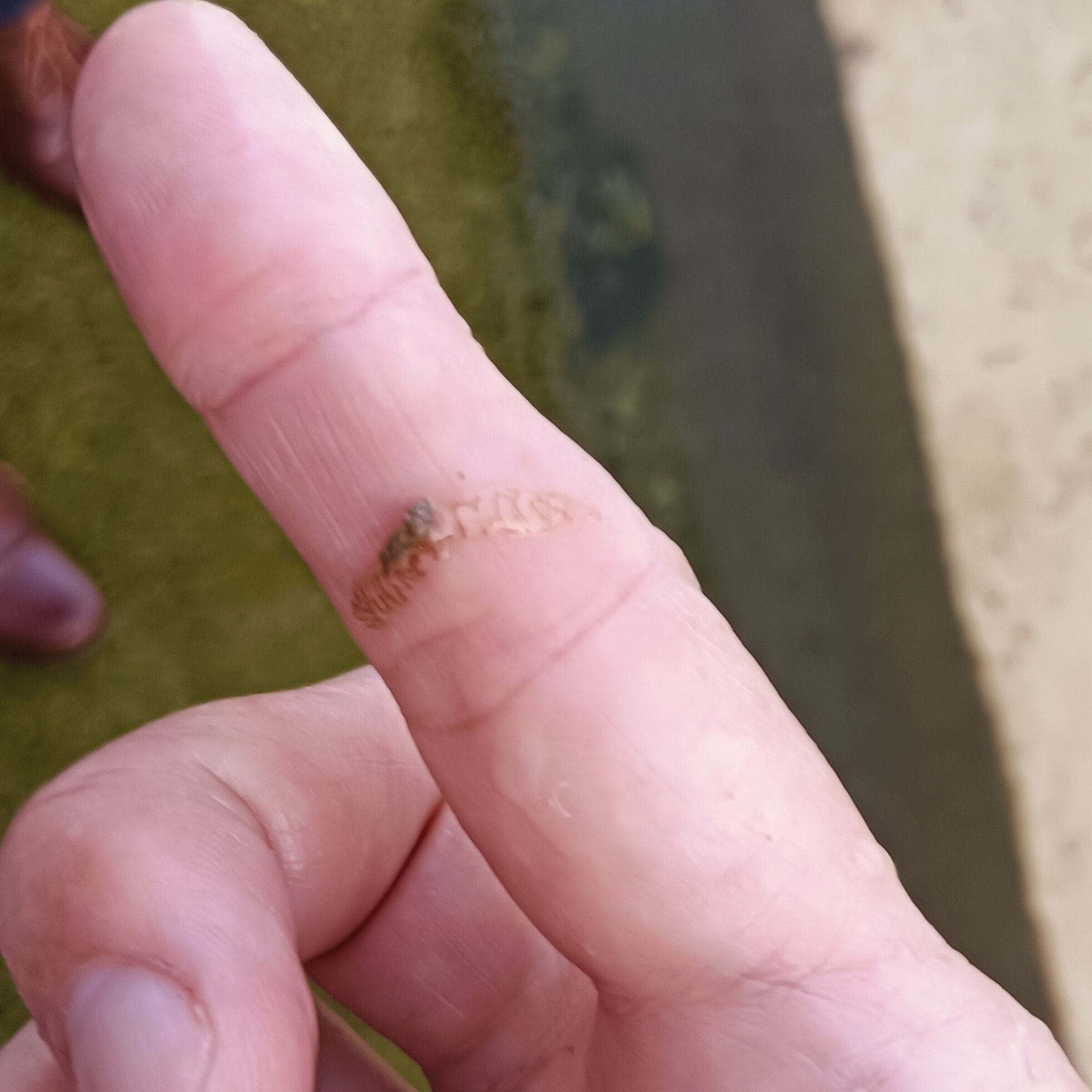 ユスリカ ～大量発生のひみつ｜KINCHO 大日本除虫菊株式会社