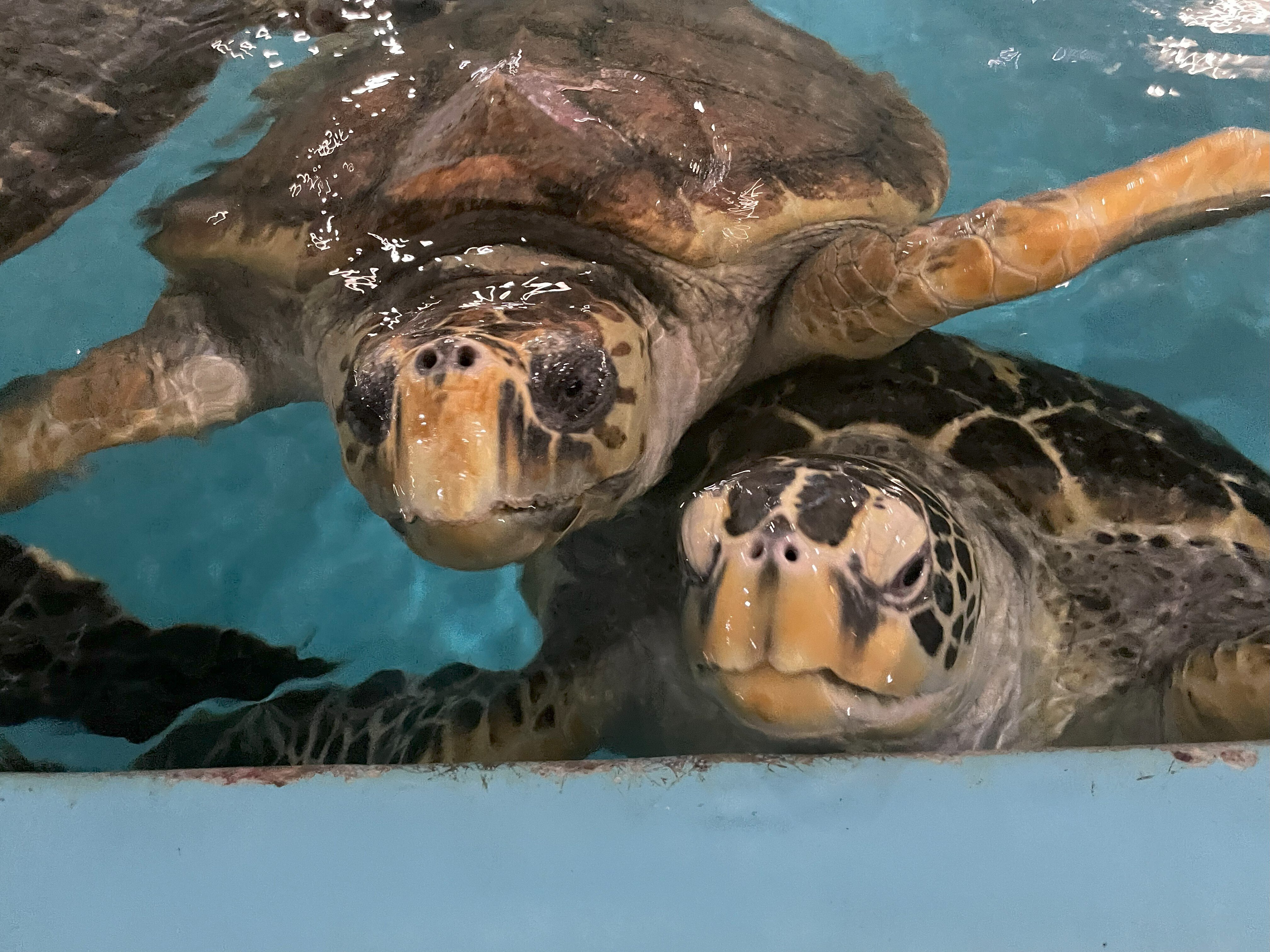 カメがいっぱいな水族館🐢〜世界カメの日～｜桂浜水族館 公式