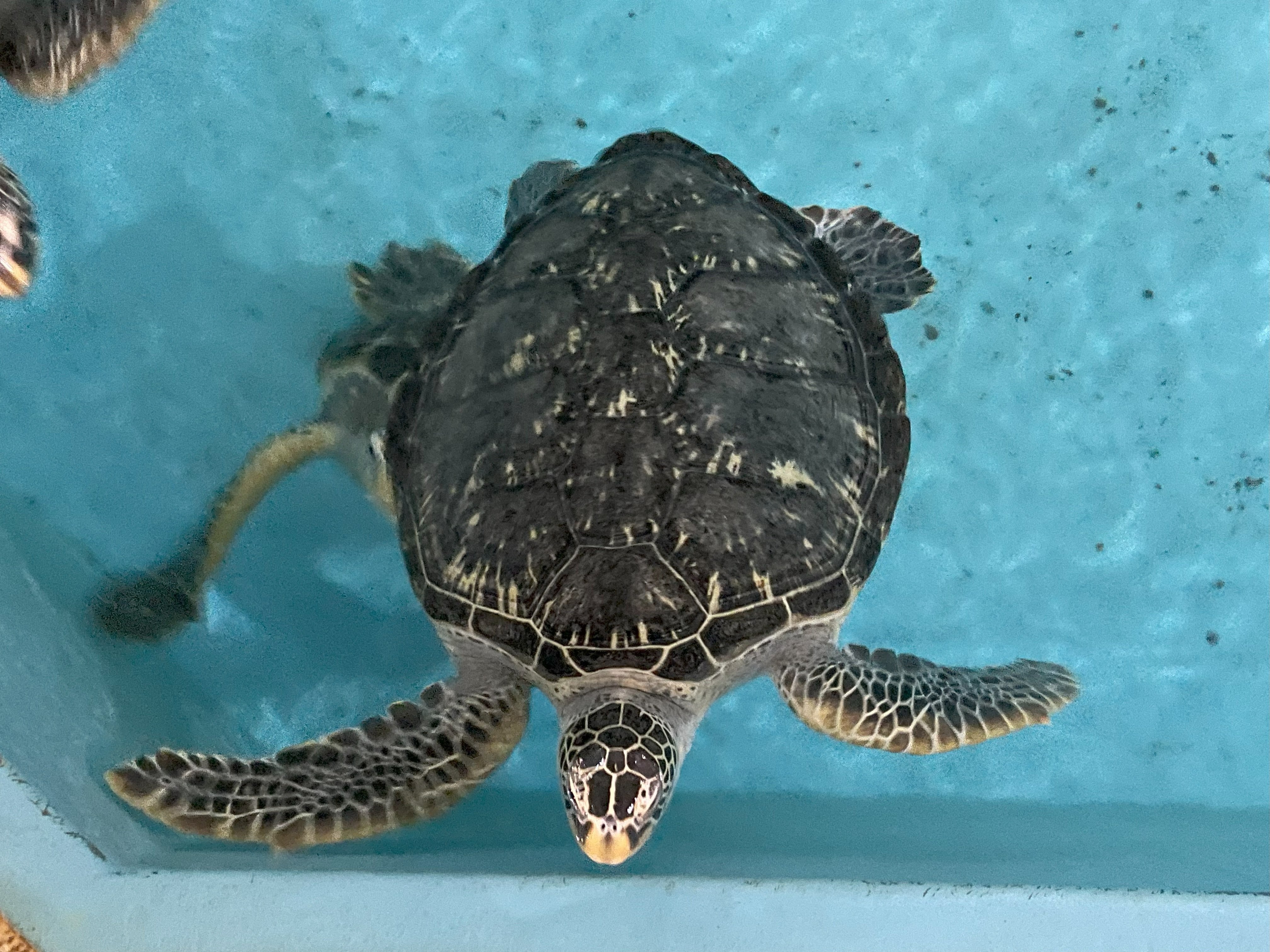 カメがいっぱいな水族館🐢〜世界カメの日～｜桂浜水族館 公式