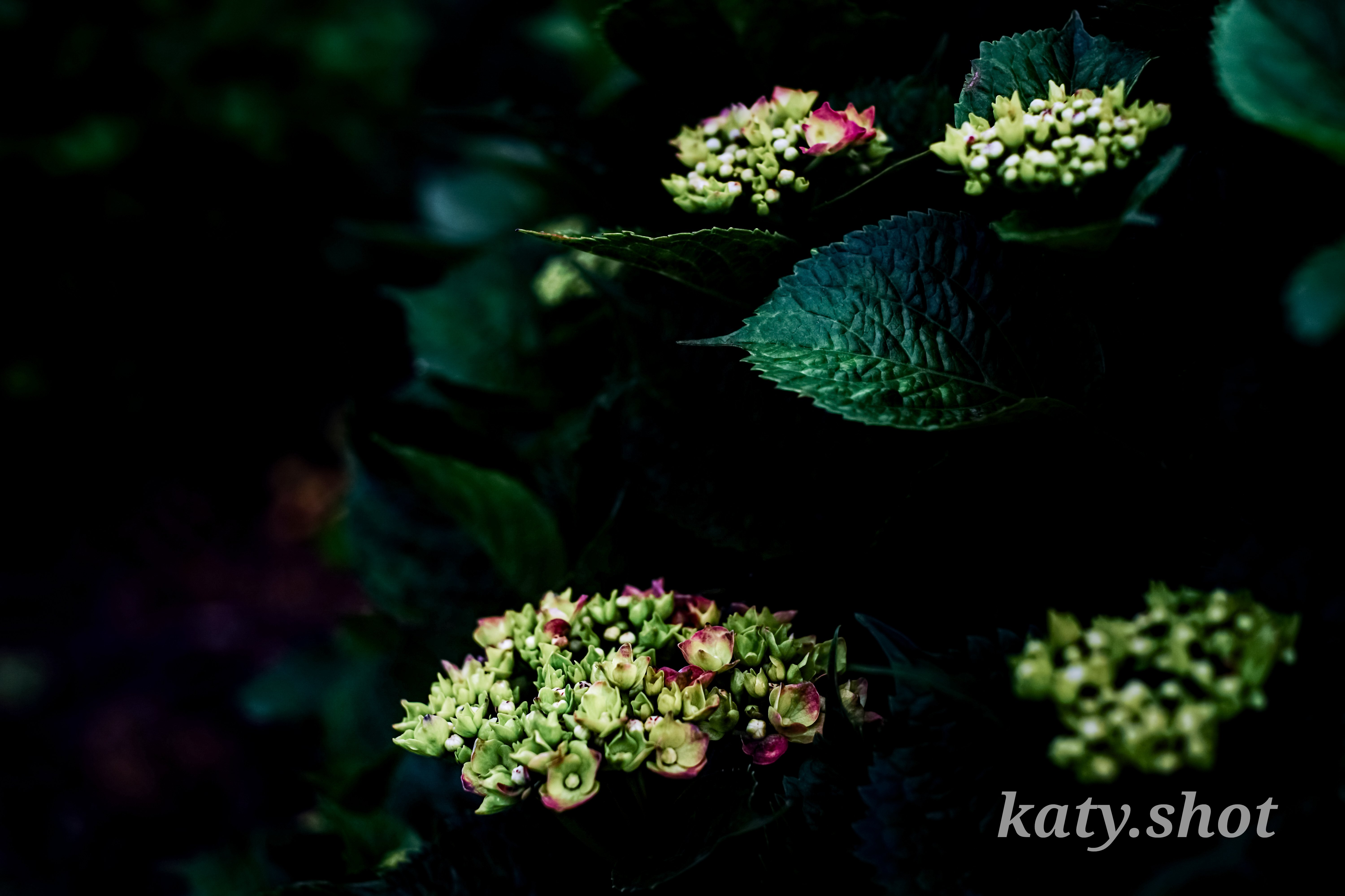 雨の日こそ花を撮ろう！】梅雨の走りの五島は紫陽花の蕾が膨らみ始める