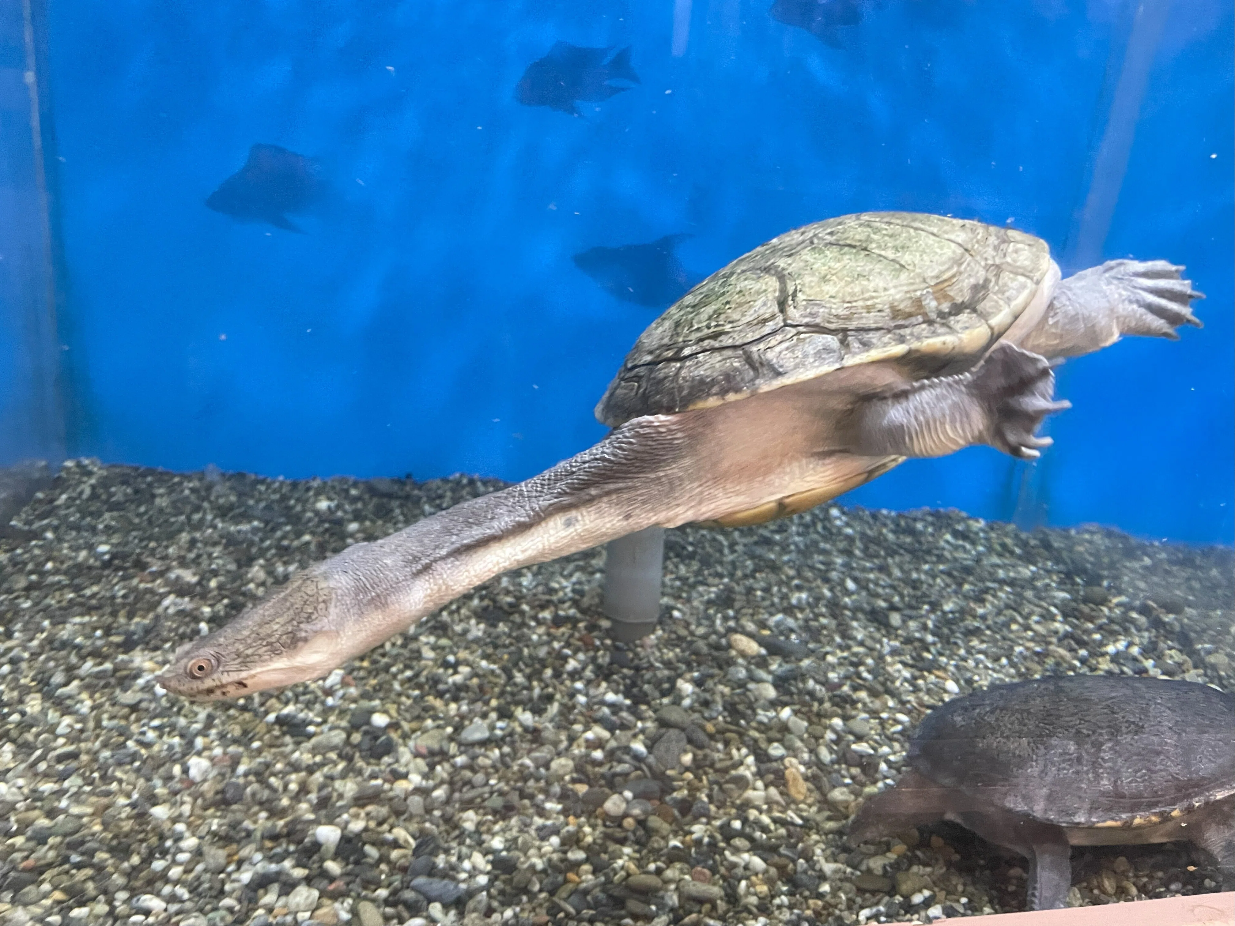 カメがいっぱいな水族館🐢〜世界カメの日～｜桂浜水族館 公式