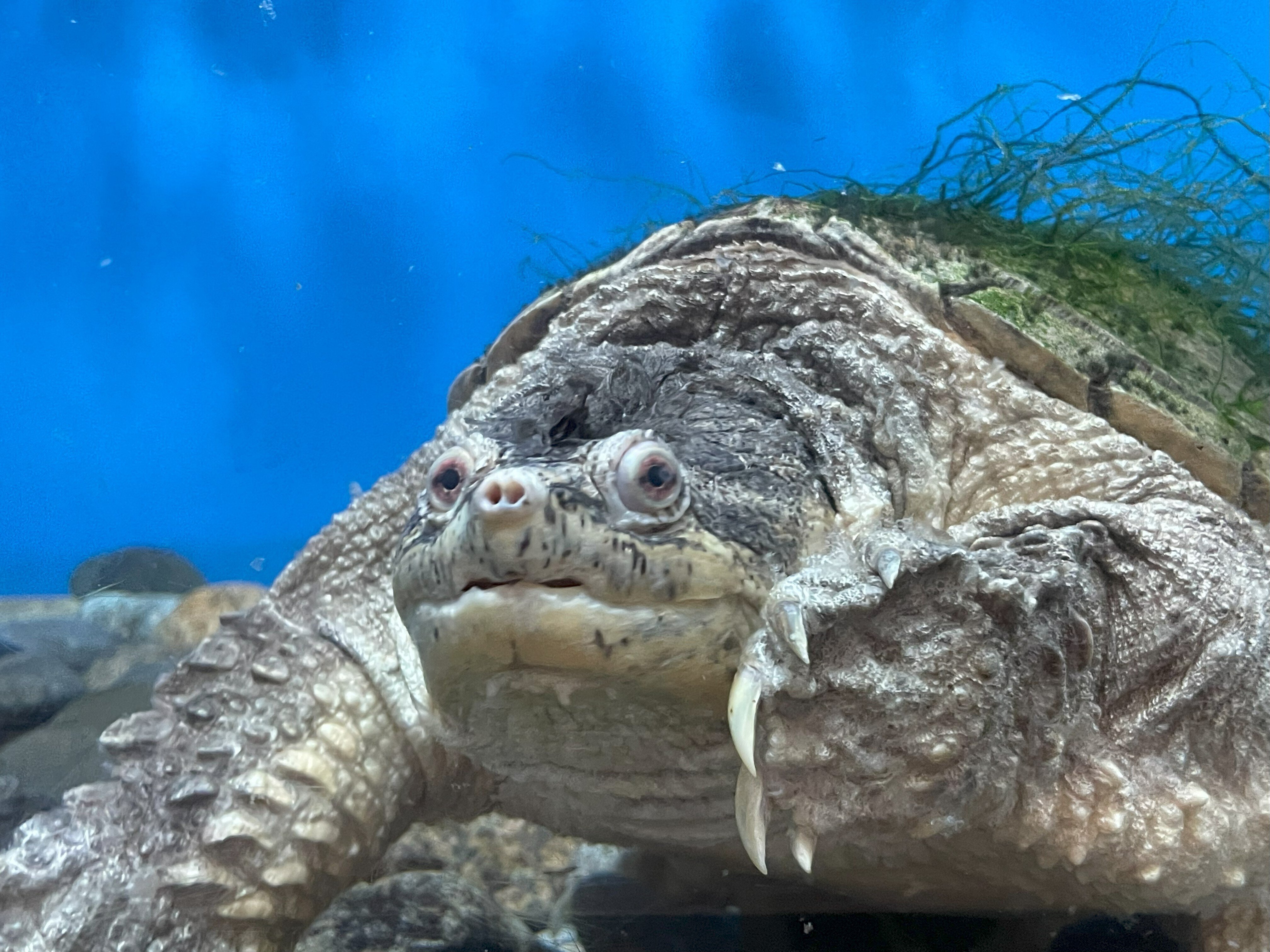 カメがいっぱいな水族館🐢〜世界カメの日～｜桂浜水族館 公式