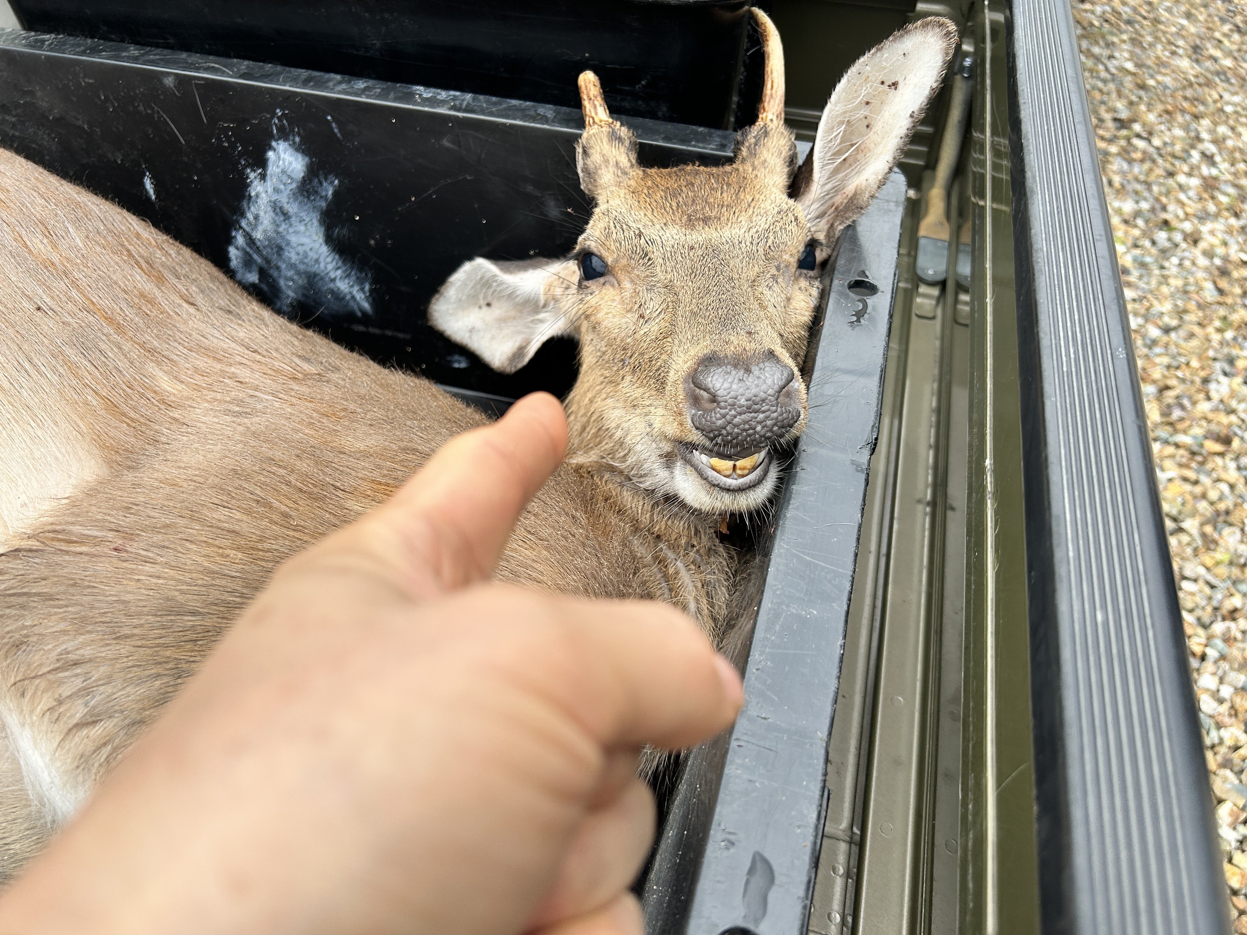 獲られたての鹿さんに会いました！｜浜松市佐久間町のフィフティーズな