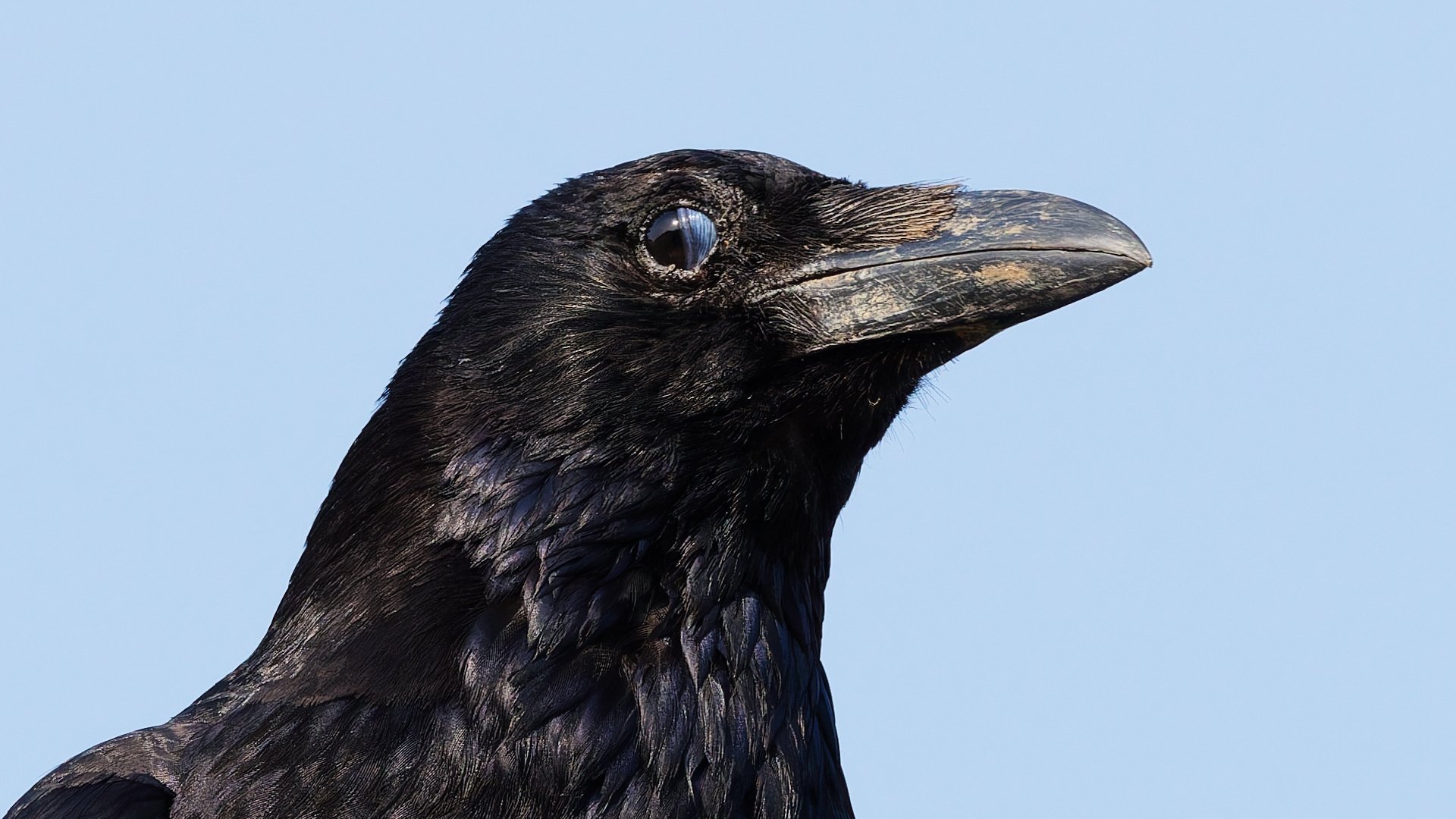 カラスの剥製 ハシボソガラス 希少 カラスの剥製。 - 森共同アトリエ 管理人日記