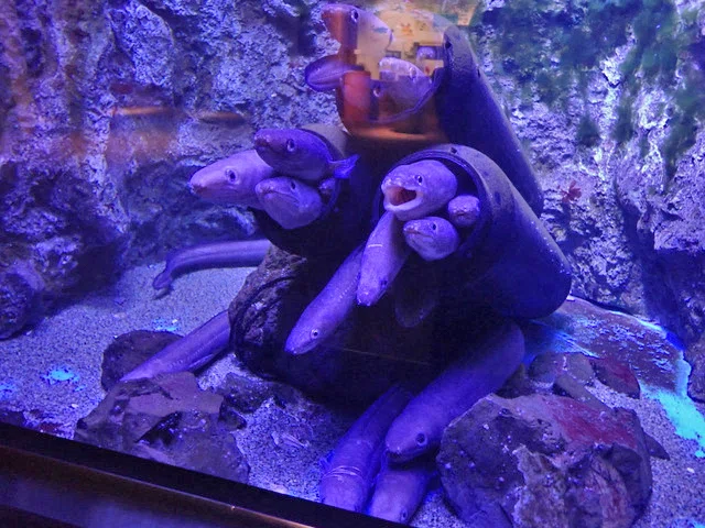 仙台うみの杜水族館｜waiwai