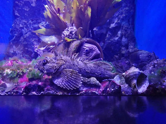仙台うみの杜水族館｜waiwai
