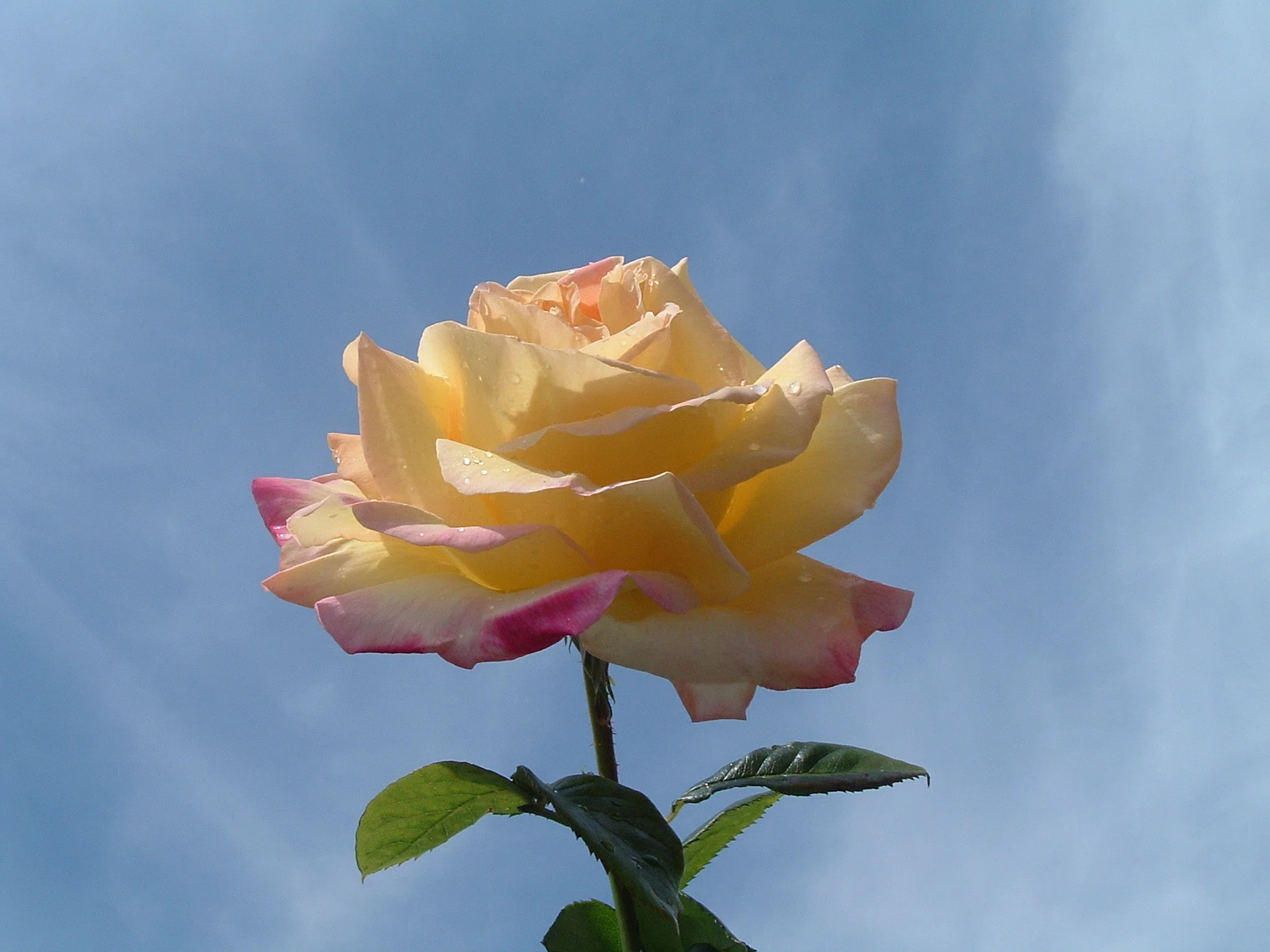 バラと文学と写真論 vol.4 秘密の花園に植えられたバラ｜瀬戸 裕紀