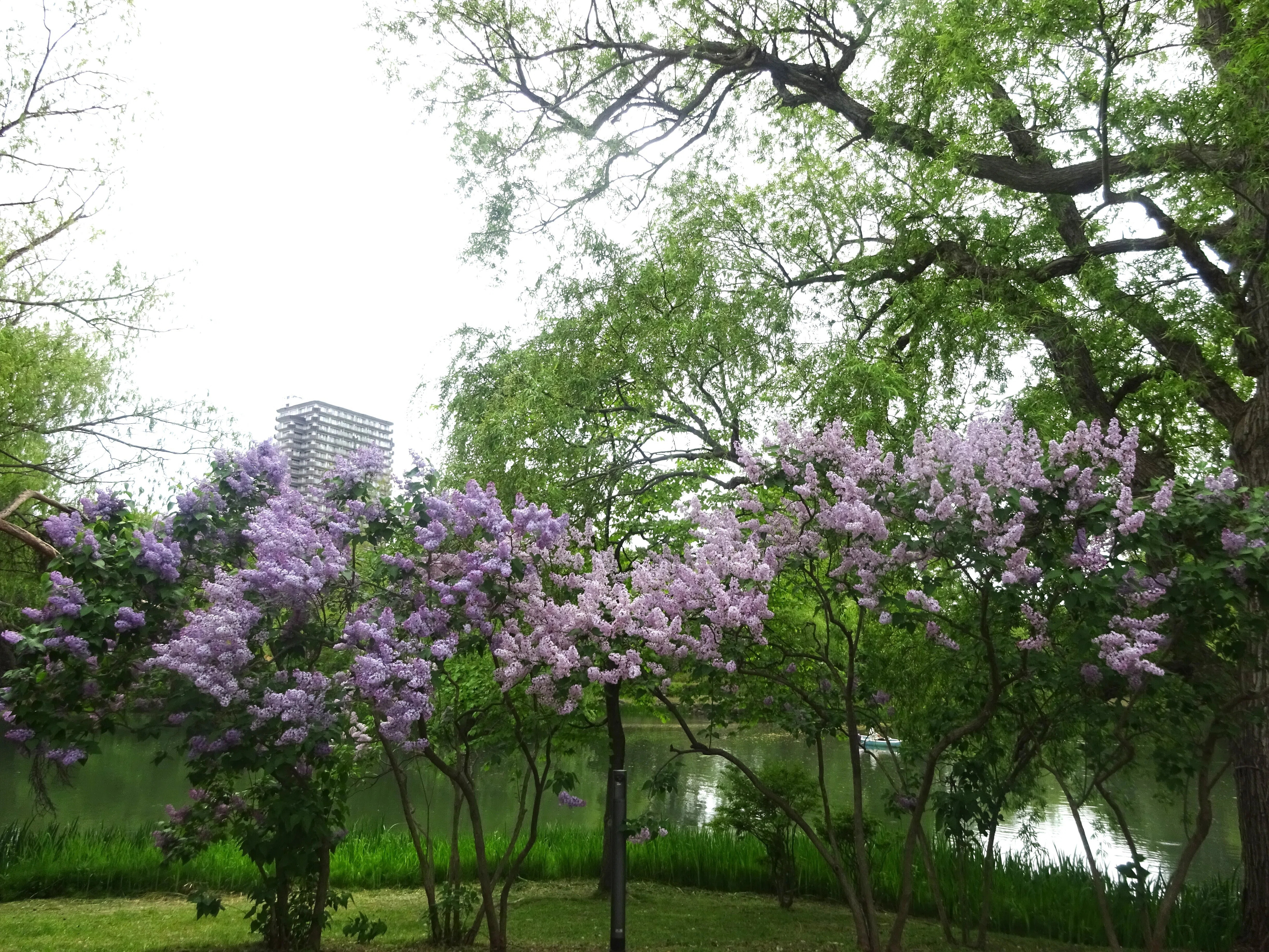 中島公園ライラックとフジ(2025年5月24日) ｜北海道さっぽろ観光案内所