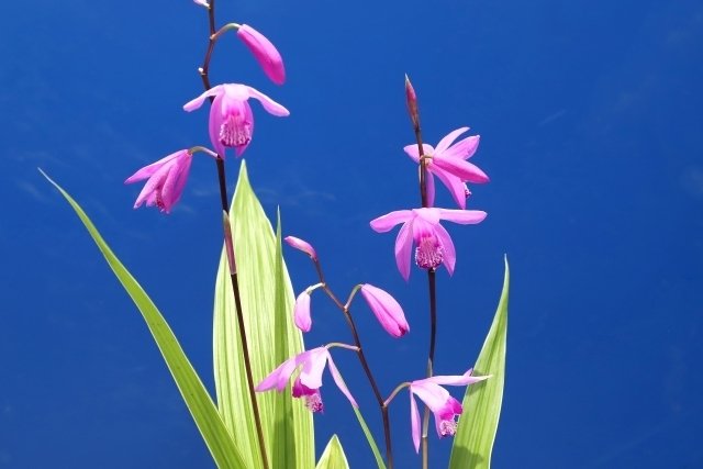 紫蘭（シラン）て知ってる？その魅力と上手な付き合い方2つ(紫蘭特集