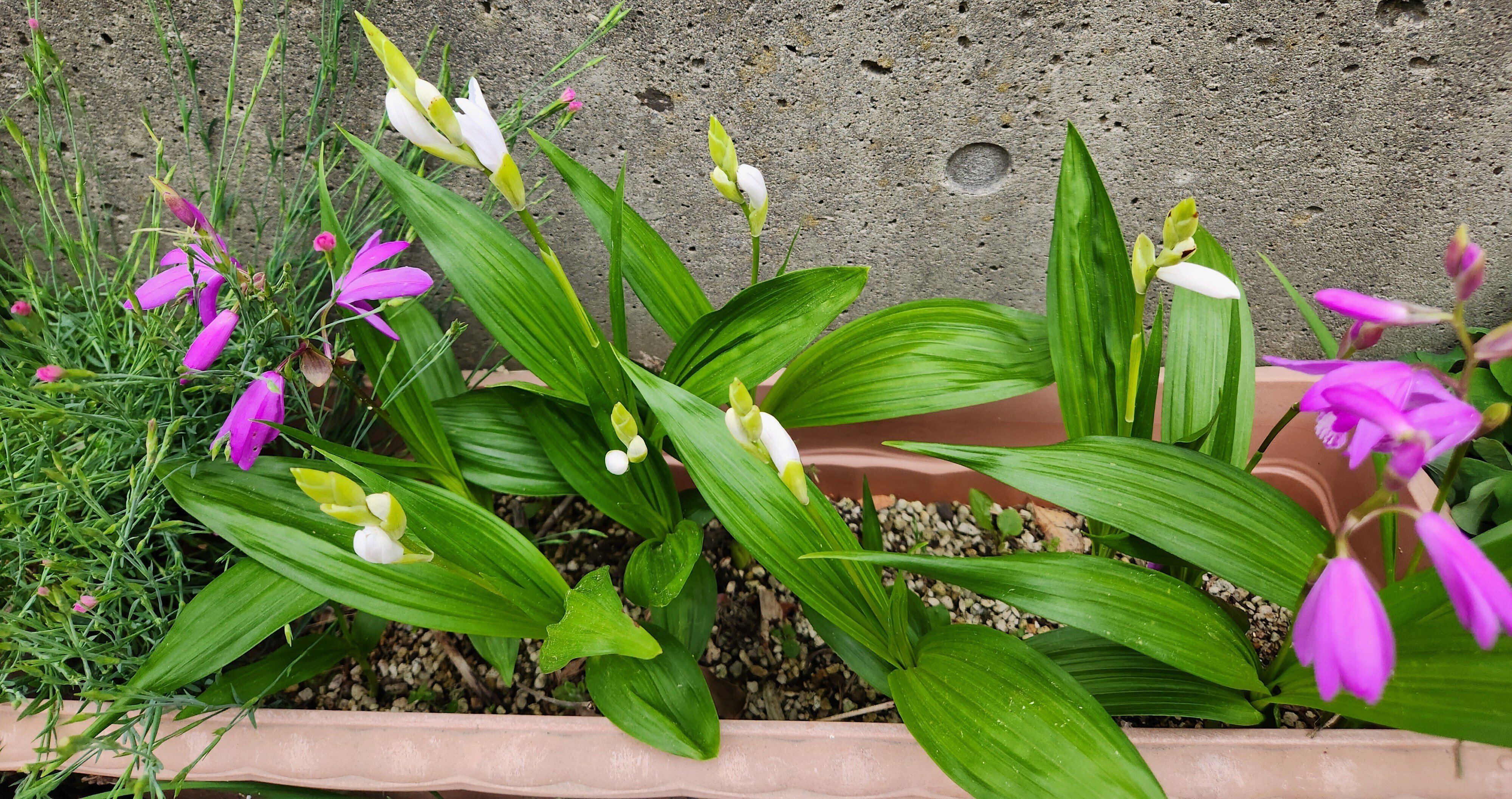 紫蘭（シラン）て知ってる？その魅力と上手な付き合い方2つ(紫蘭特集