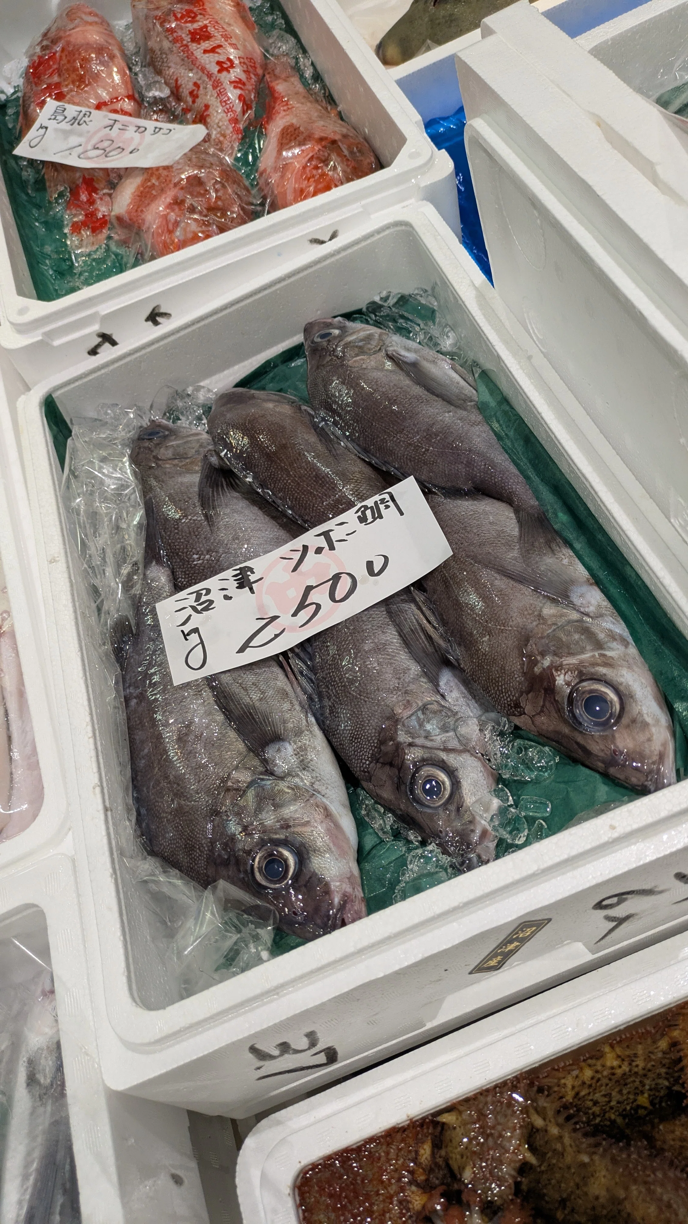 2025年5月26日(月)「未利用魚・クサカリツボダイ」|おおたま 2025年5月26日(月)「未利用魚・クサカリツボダイ」|おおたま