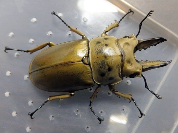 WD】モセリオウゴンオニクワガタの飼育記録【2014～2015】｜AKECHI