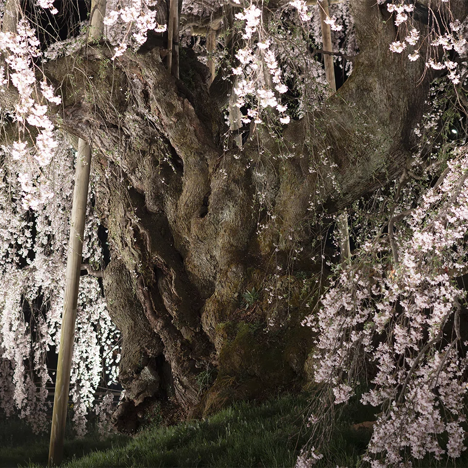 知るほどに深まる桜の魅力。第16回 FOCUS展 生井沢 清 写真展「サ神