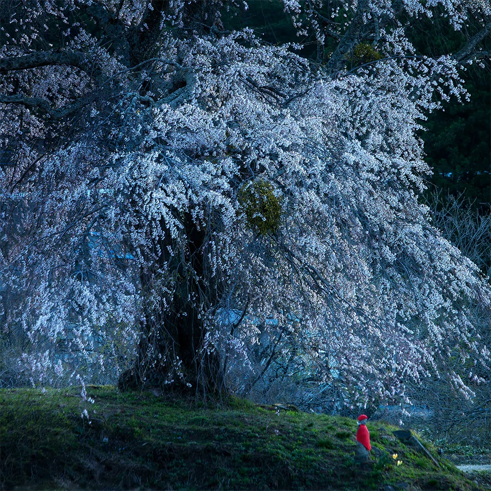 知るほどに深まる桜の魅力。第16回 FOCUS展 生井沢 清 写真展「サ神