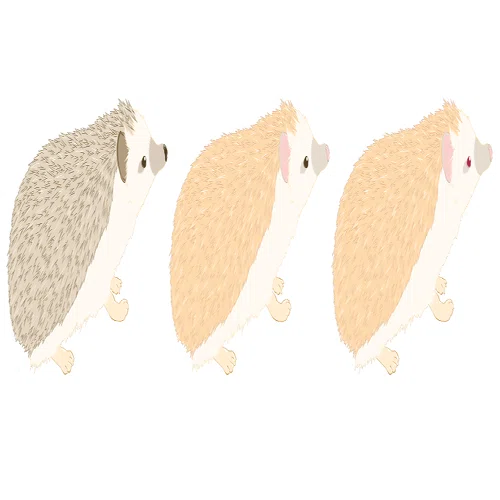 ハリネズミのカラーバリエーション｜絵利蔵