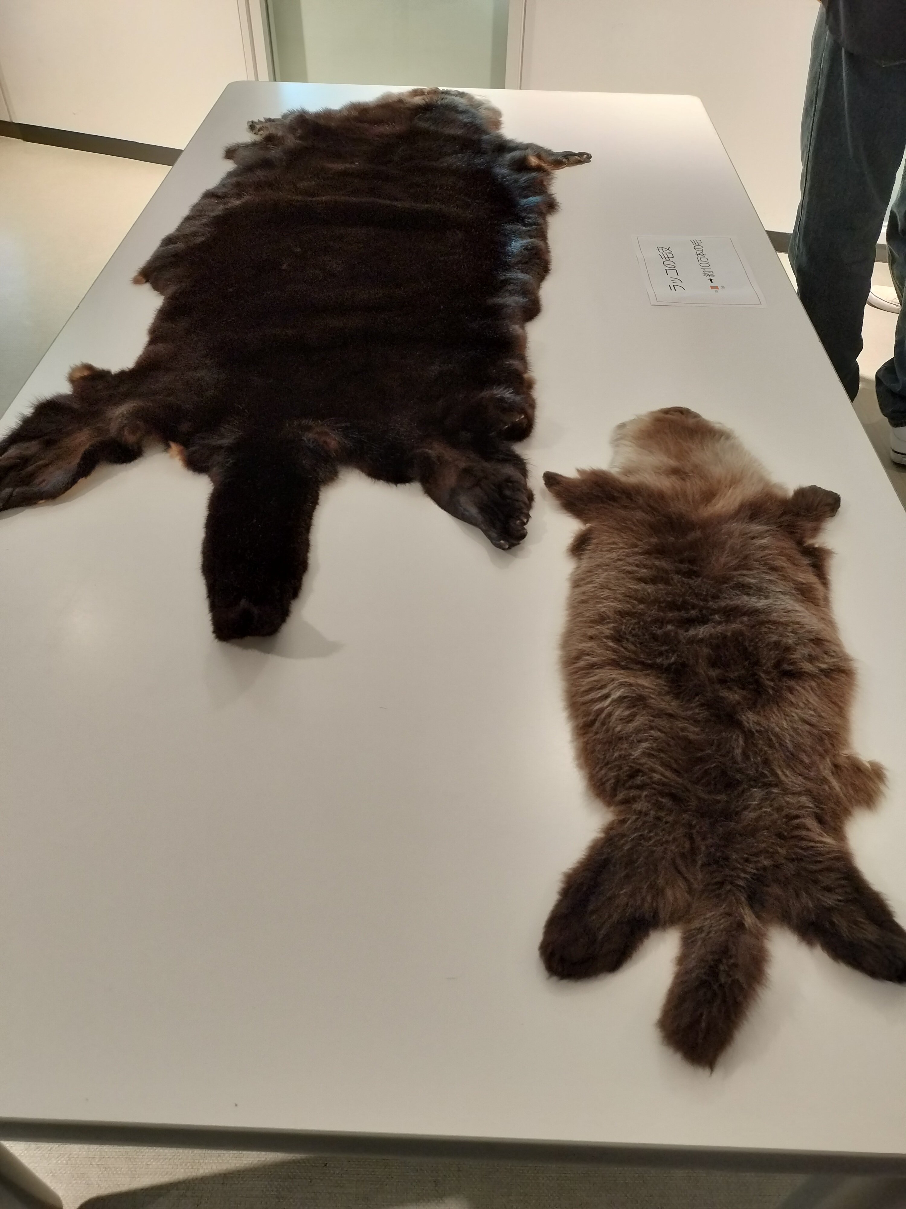 世界カワウソの日 2025｜メイア