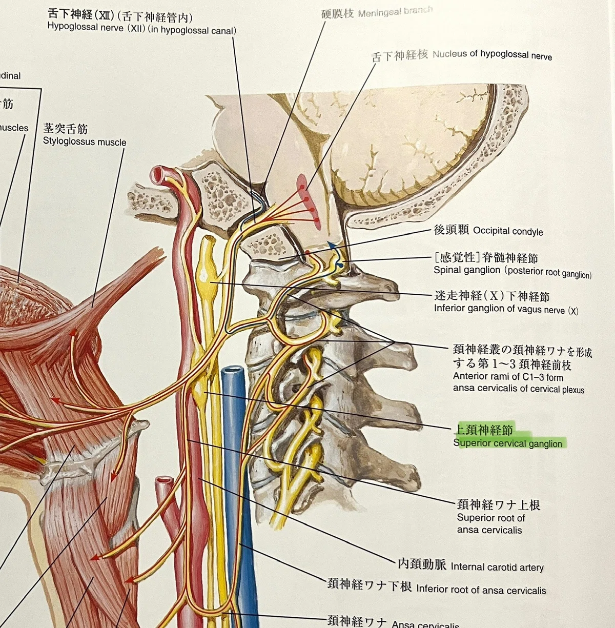 脳振盪への理解を深める必須知識：頭頸部の解剖学④＜硬膜の神経支配＞｜コンカッション｜スポーツ関連脳振盪の勉強部屋