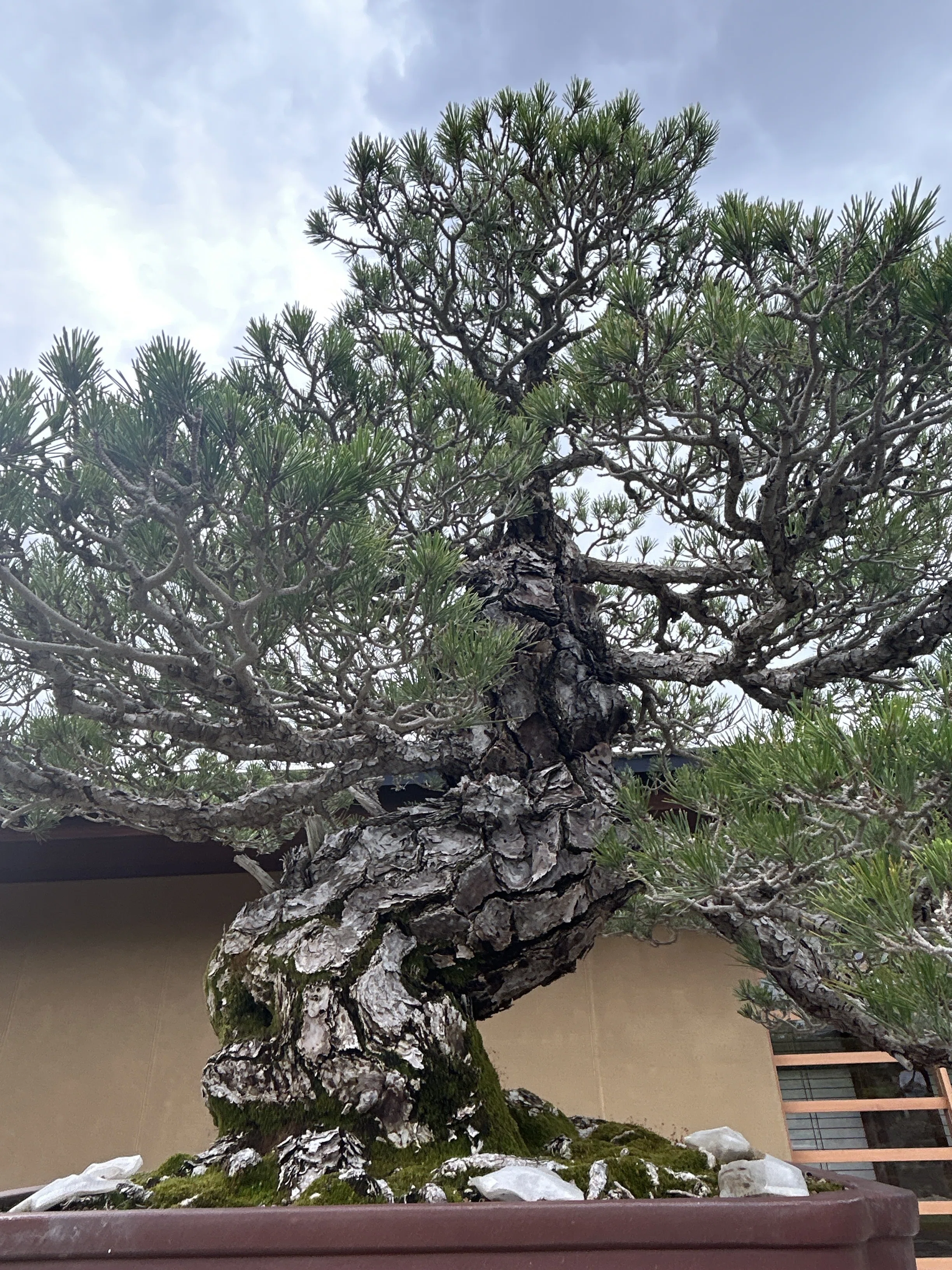 盆栽という芸術に会いに行く｜観察日記