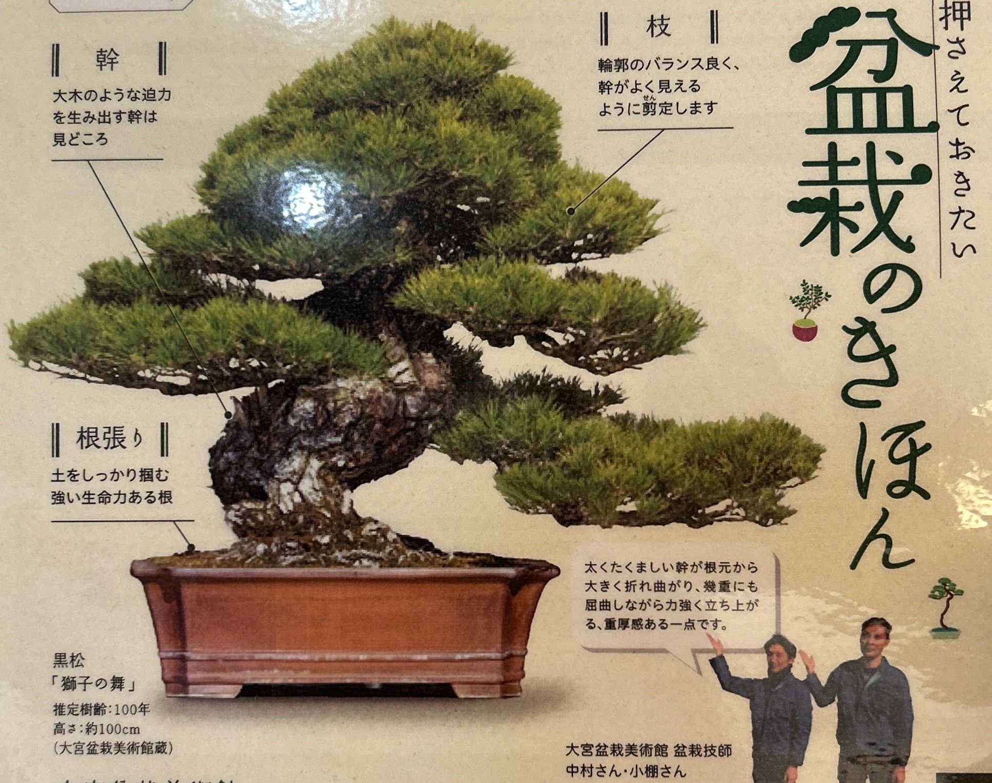 曲がり樹形の真柏です。樹齢30年以上 曲がり樹形の真柏です。樹齢30年以上 あまりない真柏大