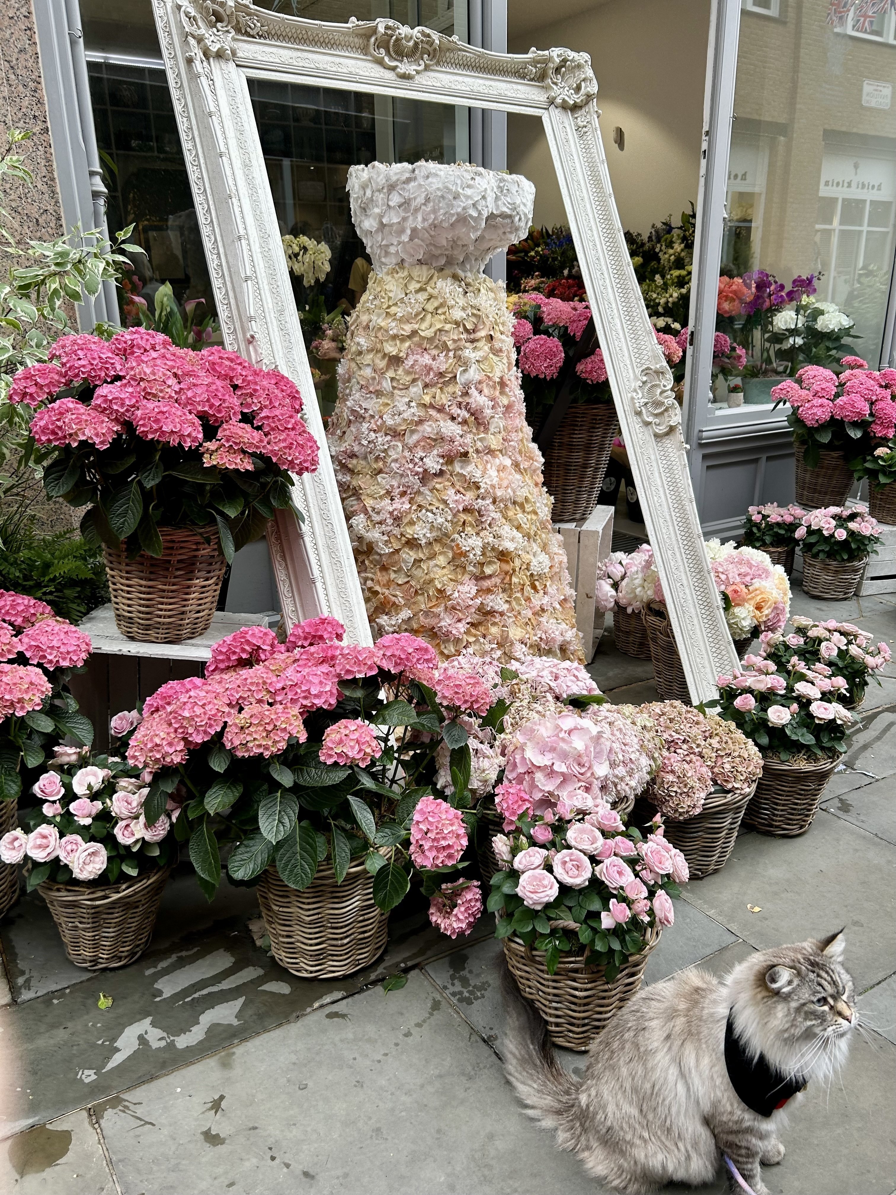 チェルシーフラワーショー2025💐最終日✨｜ らんみか🇬🇧菌活
