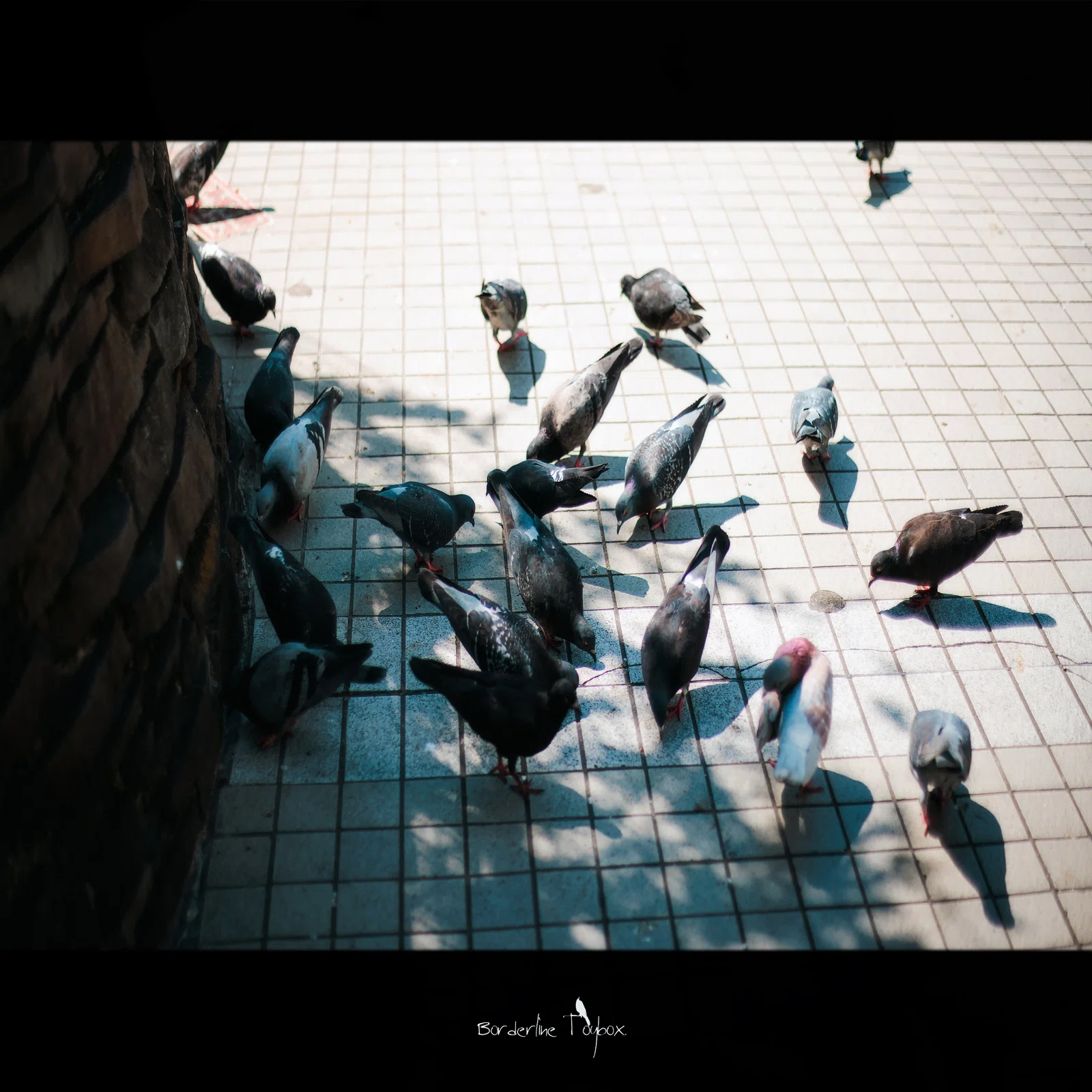 Carl Zeiss Planar T*50mm F1.4 AEJ｜ボーダー(Borderline Toybox.)