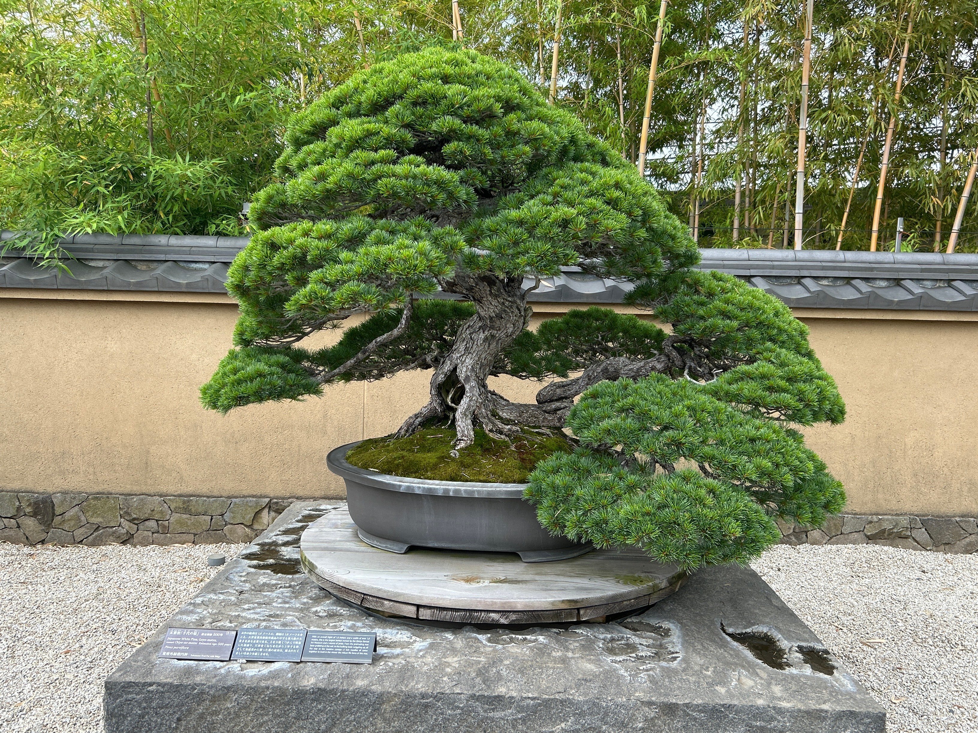 盆栽という芸術に会いに行く｜もちもち