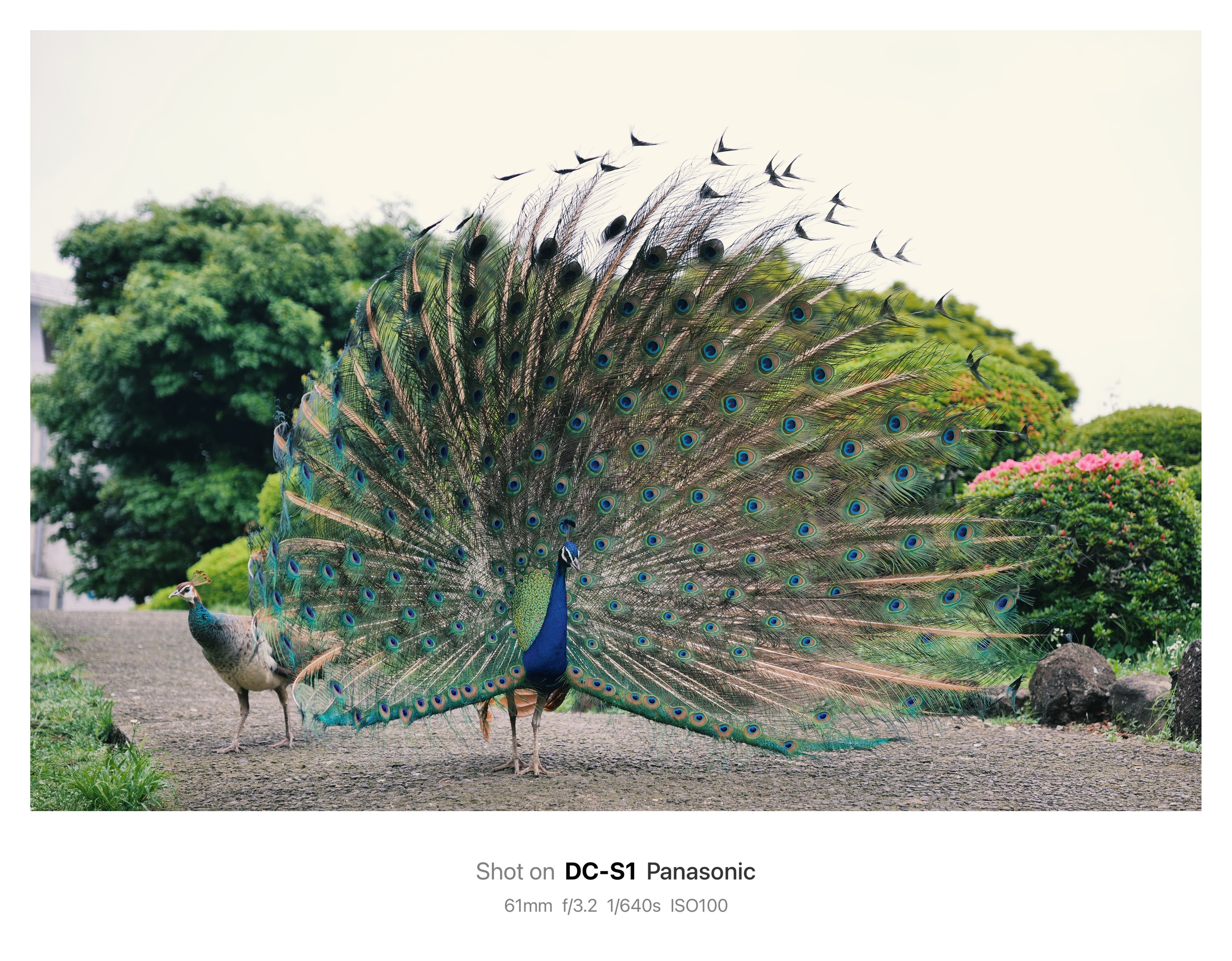 孔雀に会いに | sigma 28-70mm f2.8 DG GN｜鈴木ユートピア