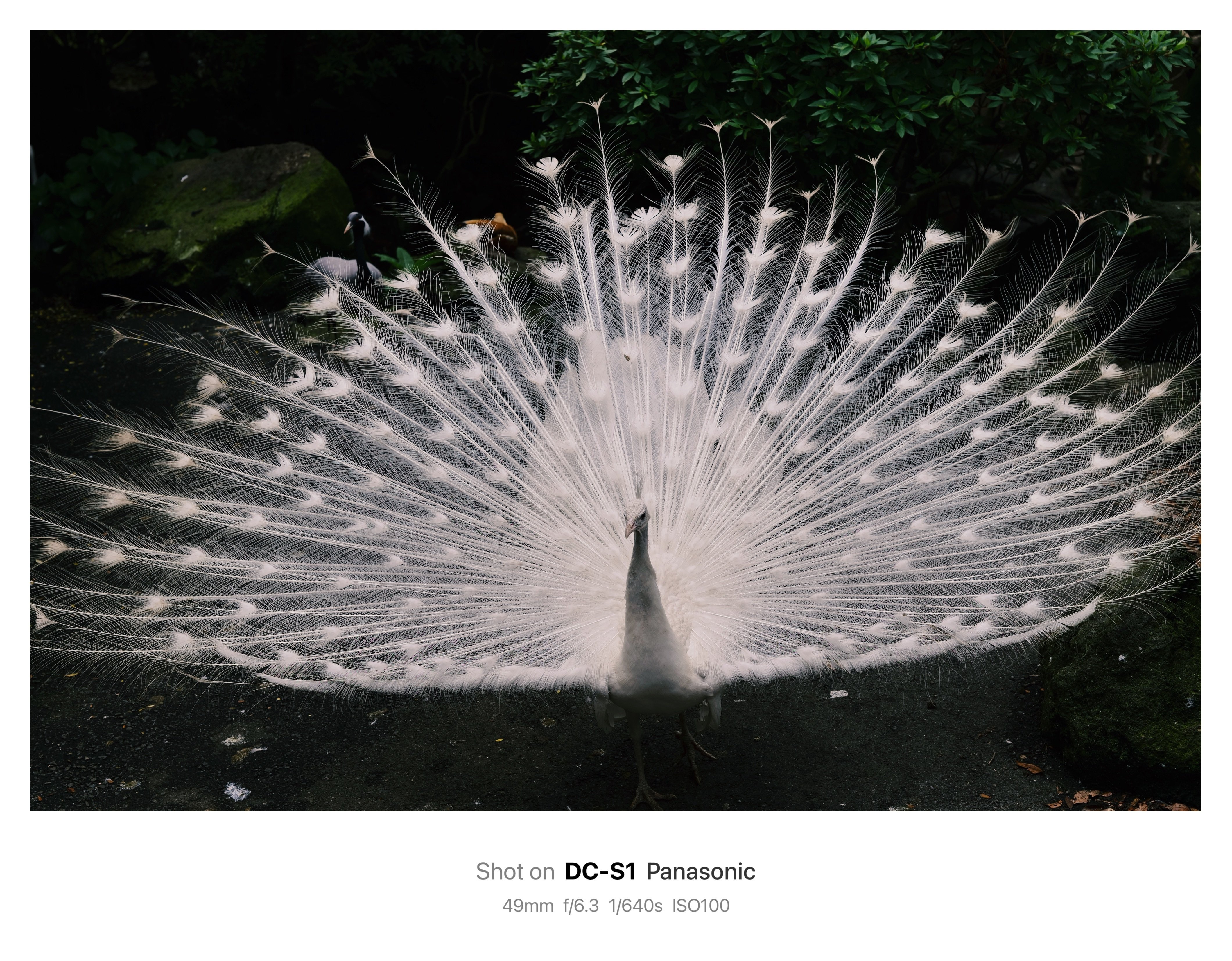 Tnewties 孔雀が裏庭にいる　トップス　Mサイズ 孔雀に会いに | sigma 28-70mm f2.8 DG GN｜鈴木ユートピア