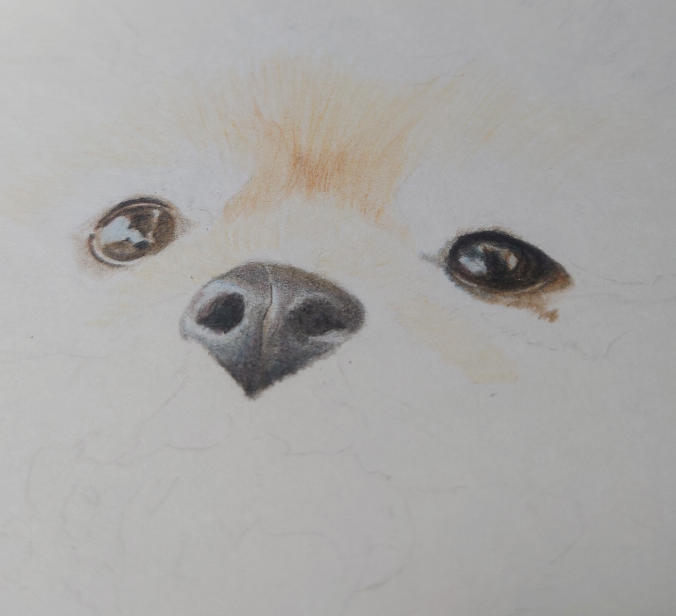 交換無料！ 絵画 - 犬 りんねページです。色鉛筆画 信頼 絵画