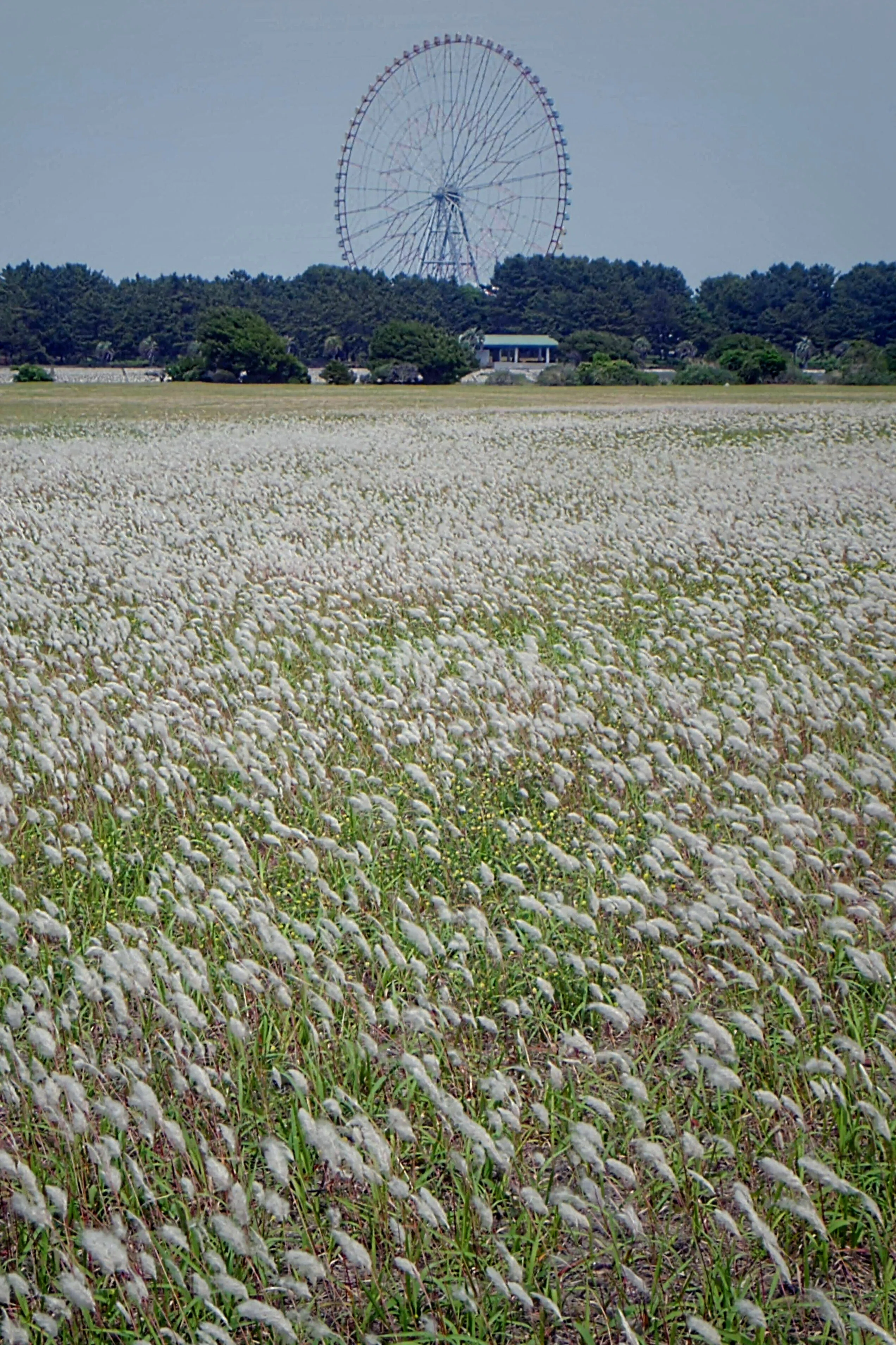 野鳥たちのいる風景 2025.05.21 wed. 東京都江戸川区−02。｜michio