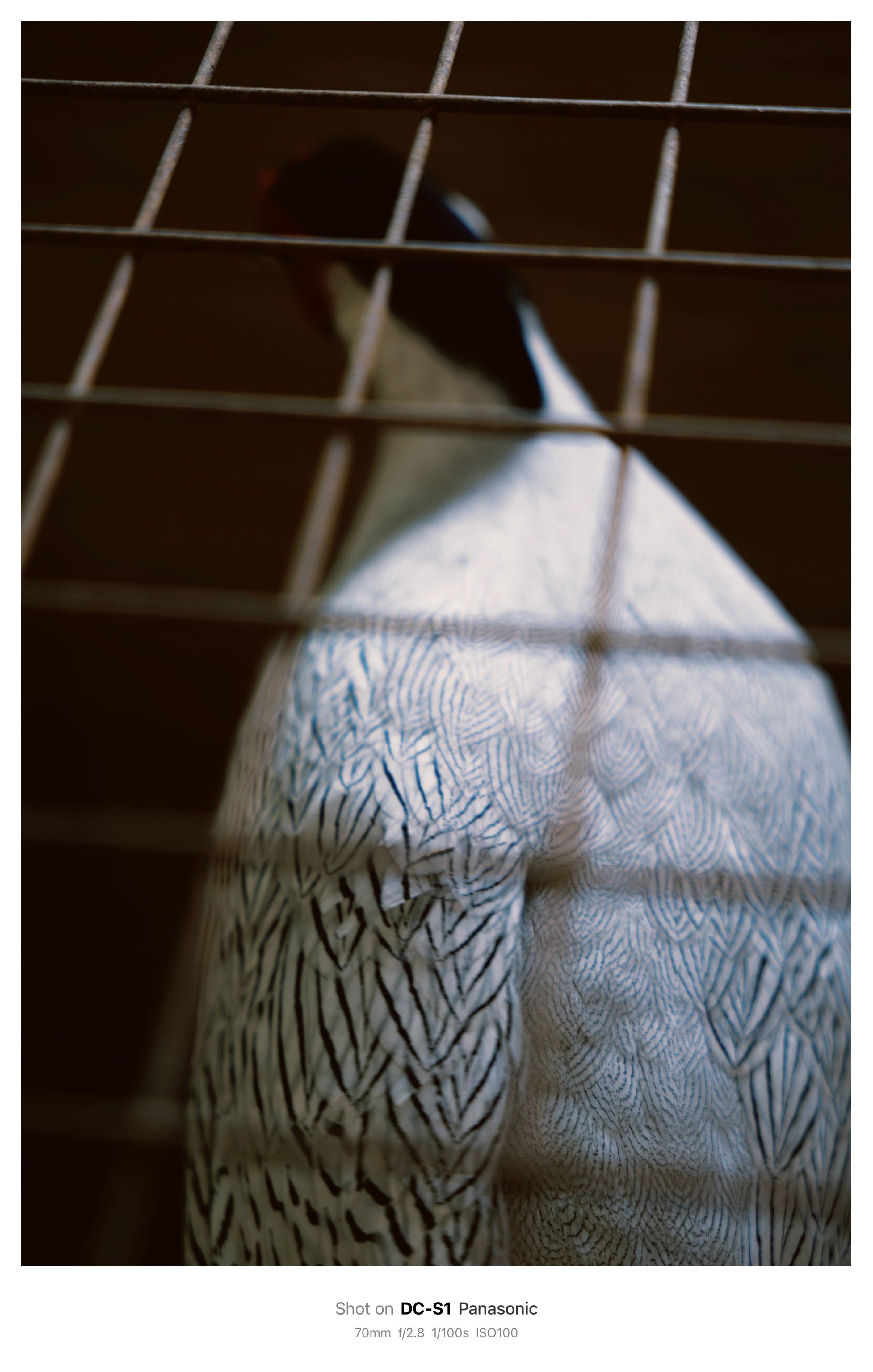 孔雀と、jpegの限界｜鈴木ユートピア