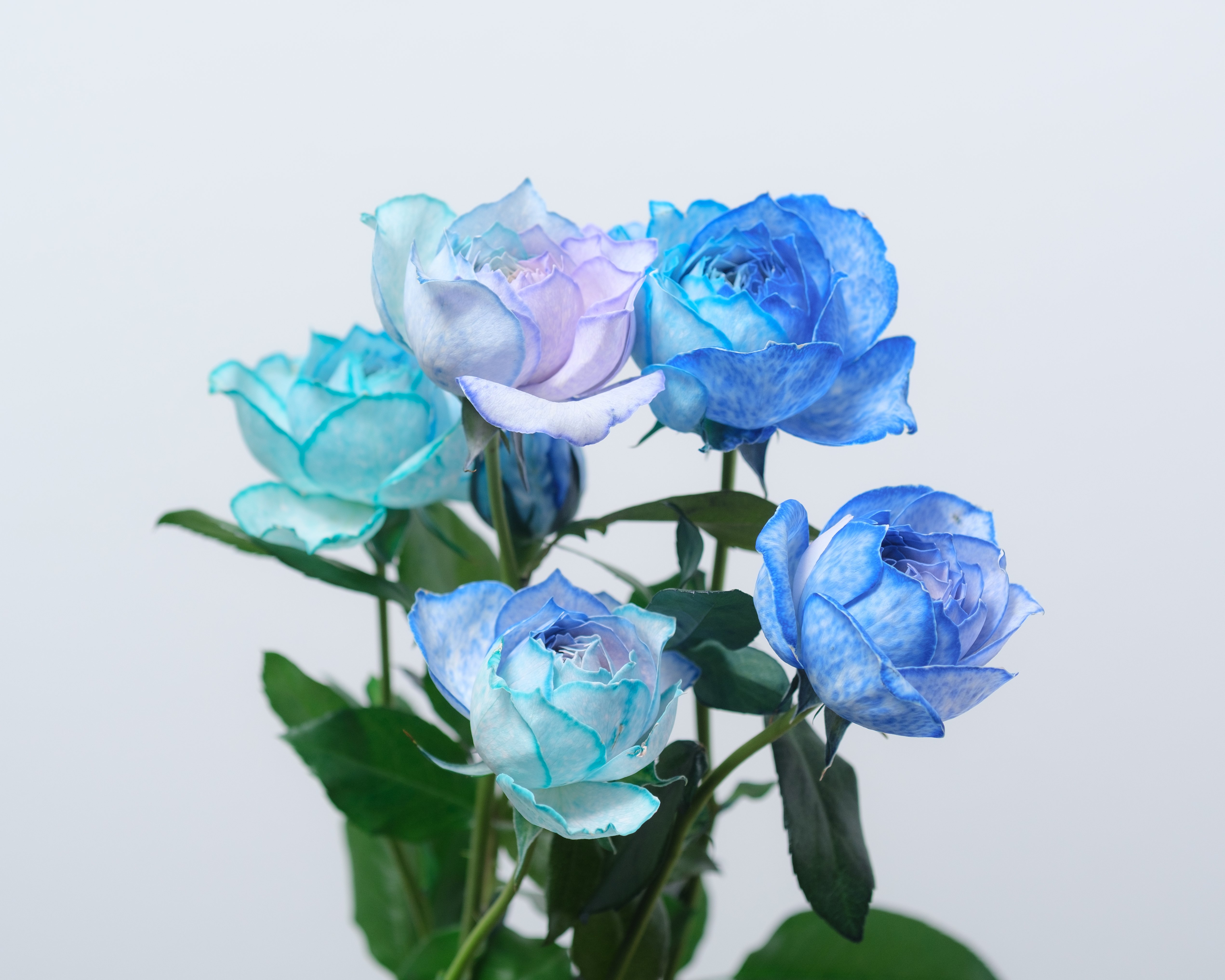 スプレーバラの青系ミックス染め｜タキツネ | 花の写真を撮ります