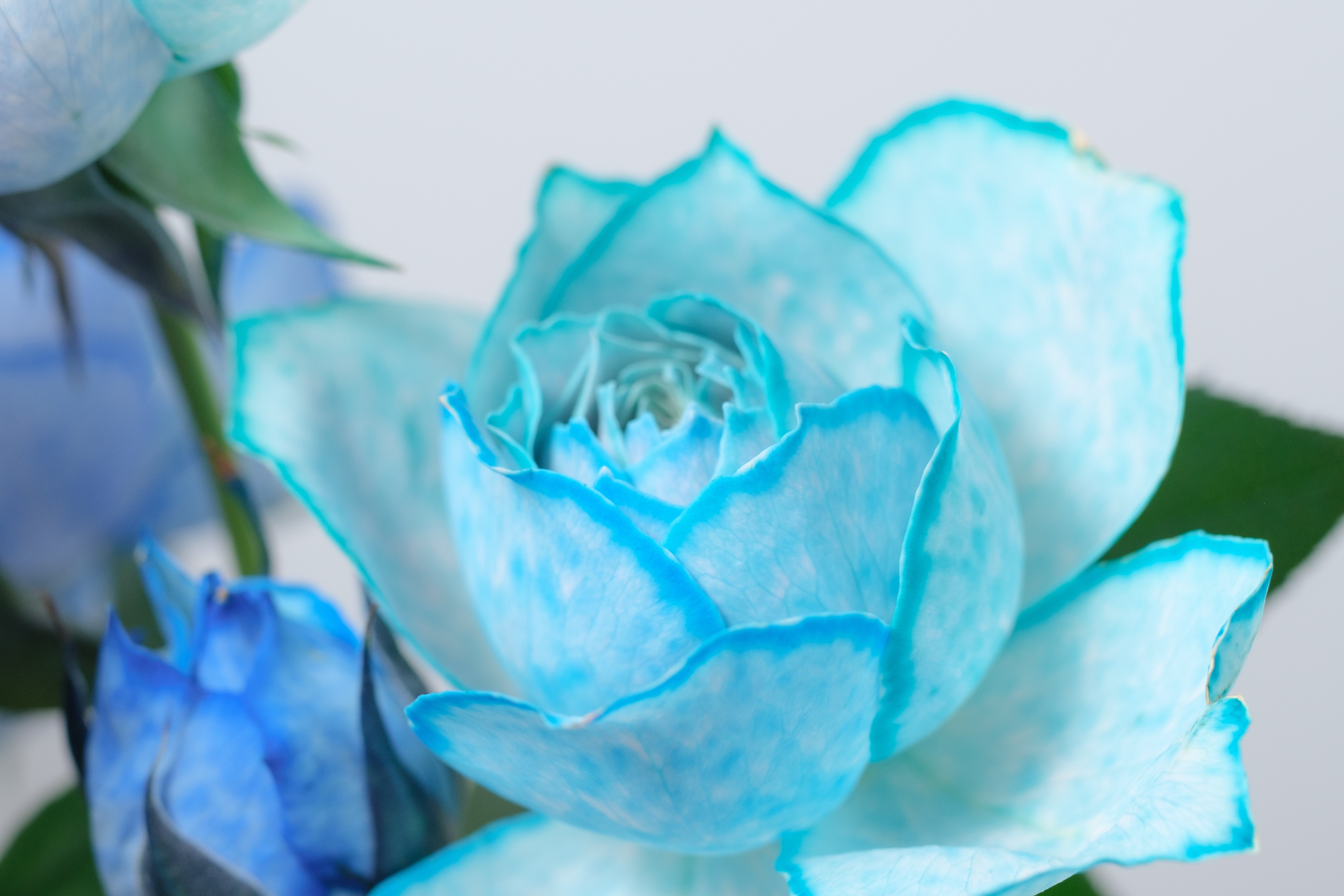 スプレーバラの青系ミックス染め｜タキツネ | 花の写真を撮ります