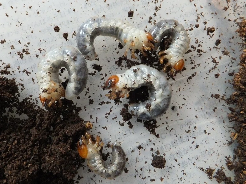 Rearing Record of Lucanus cervus judaicus [2011-2014]｜AKECHI