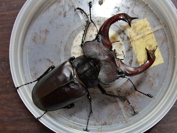 ユダイクスミヤマクワガタの飼育記録【2011～2014】｜AKECHI