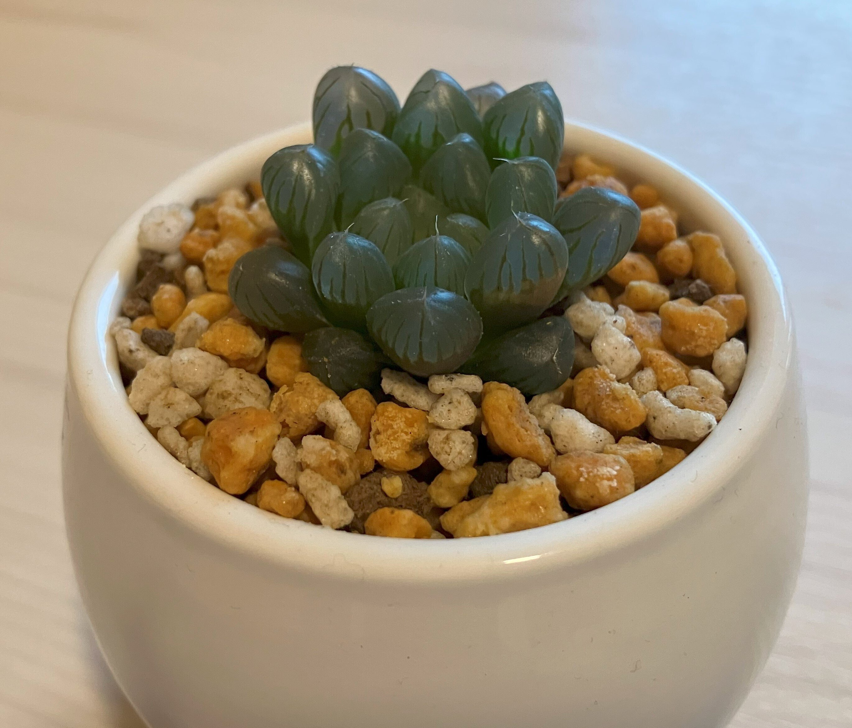 ぷくぷく多肉録 #1｜ハオルチア・ドドソン紫オブツーサ｜ぬるぬる