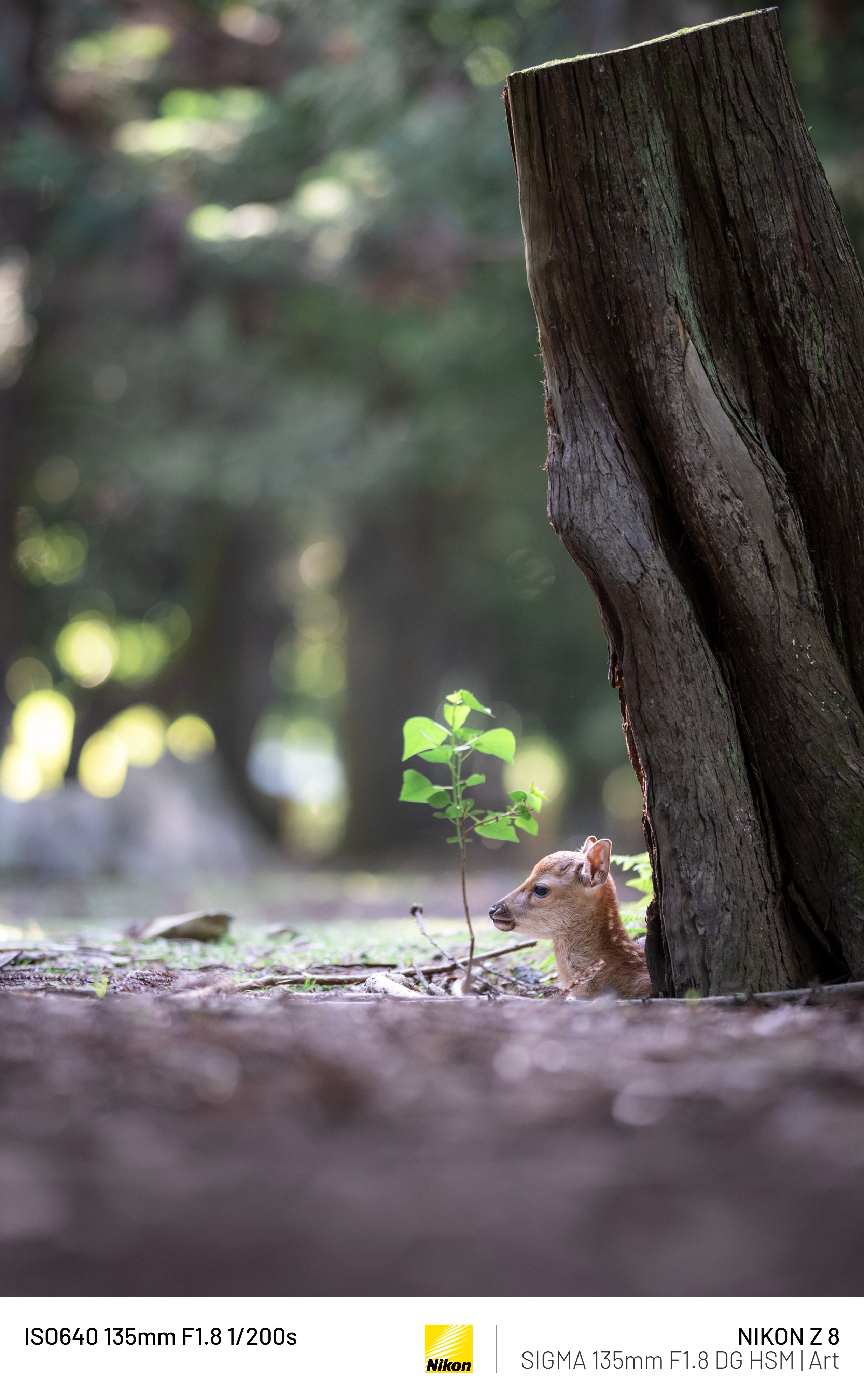 子鹿を撮りに行こう｜𝓜𝟑