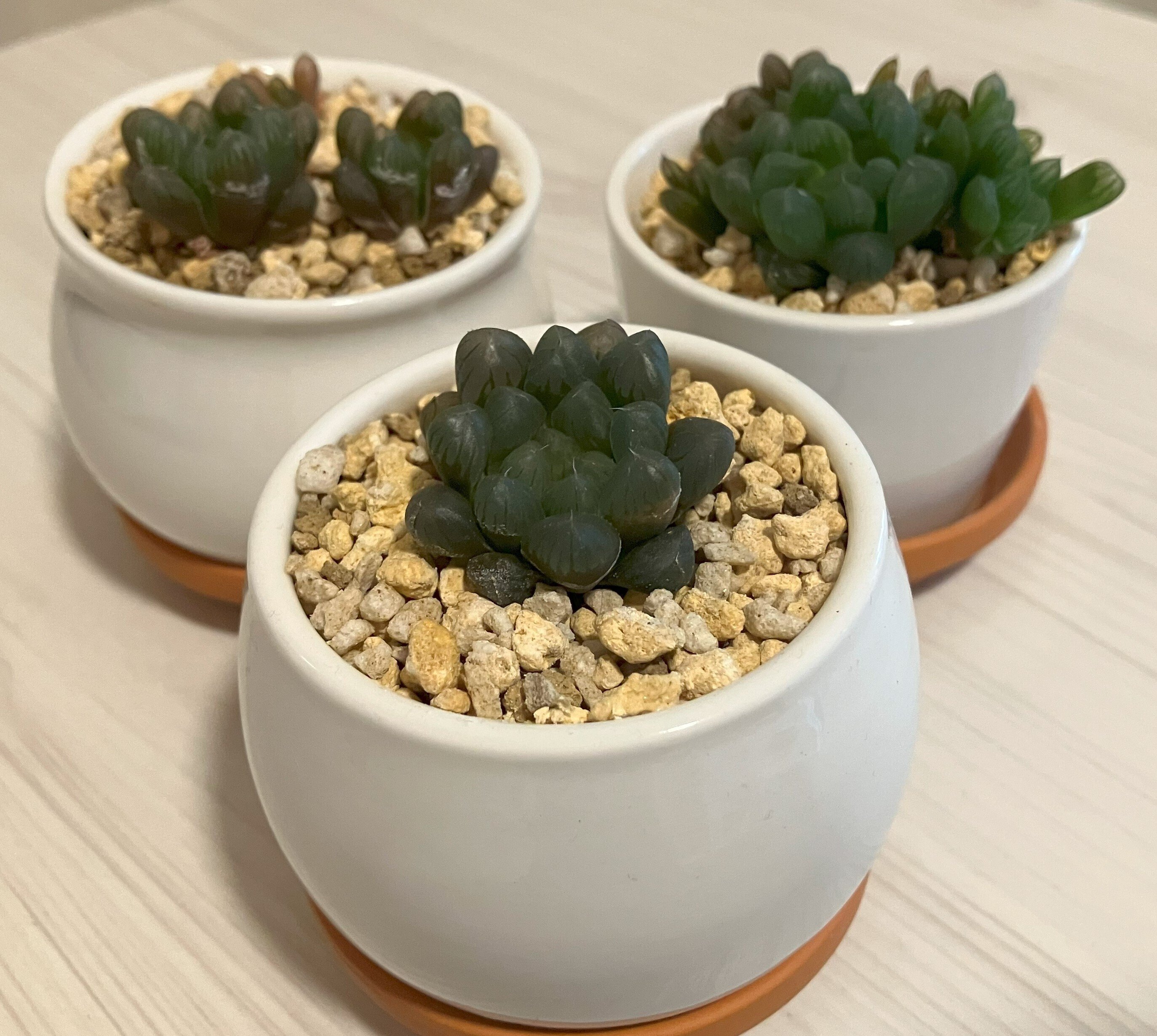 多肉植物　ハオルチア　ドドソン オブツーサ　カット苗 楽天市場】多肉植物 ハオルチア ドドソン紫オブツーサ OB-1 2.5号