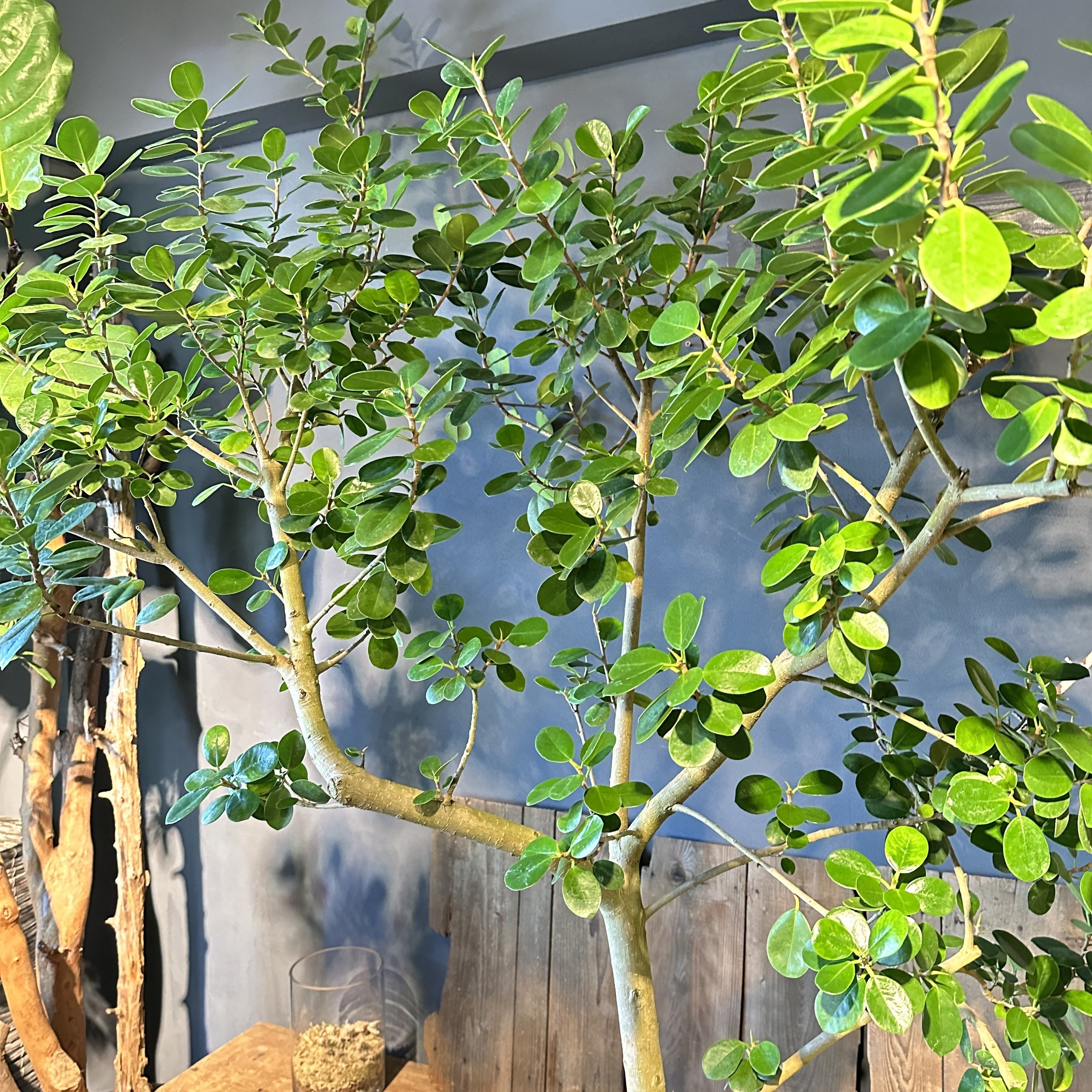 ガジュマルの育て方｜花屋のラフ