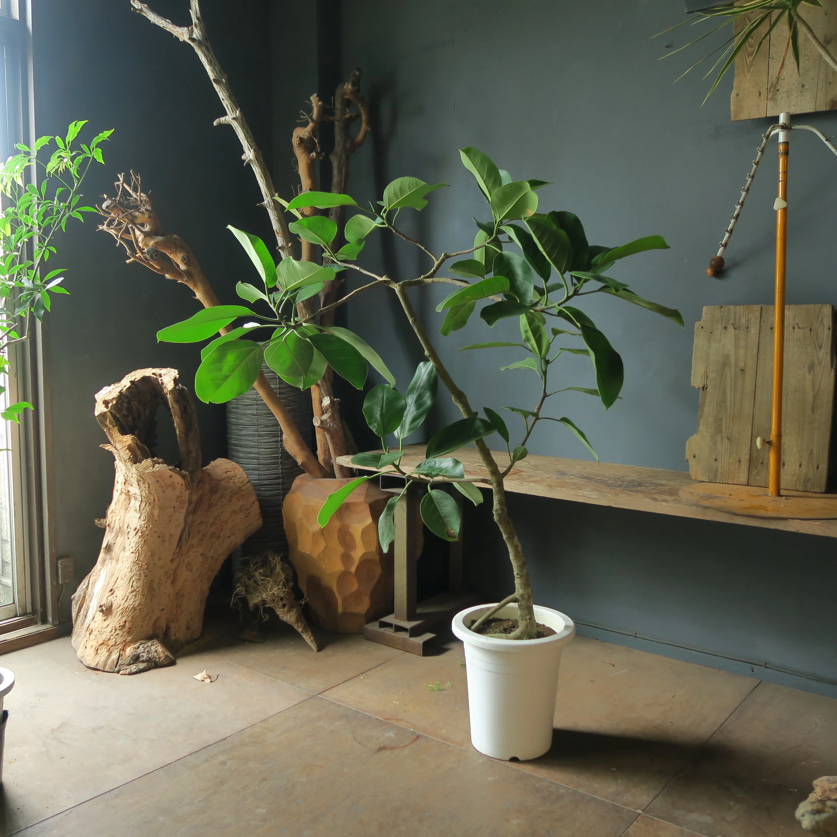 フィカス アルテシマの育て方|花屋のラフ フィカス アルテシマの育て方|花屋のラフ