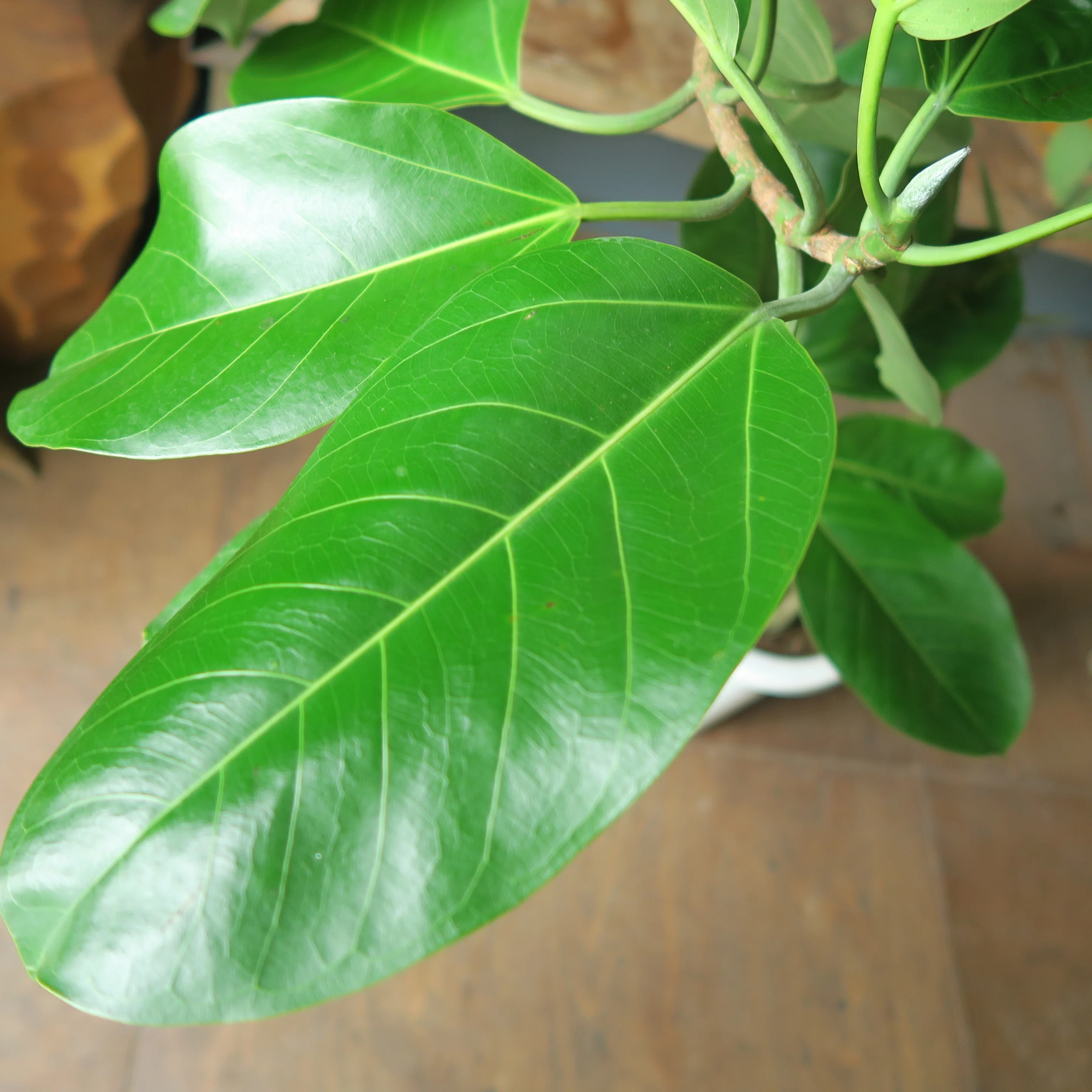 フィカス アルテシマの育て方|花屋のラフ フィカス アルテシマの育て方|花屋のラフ